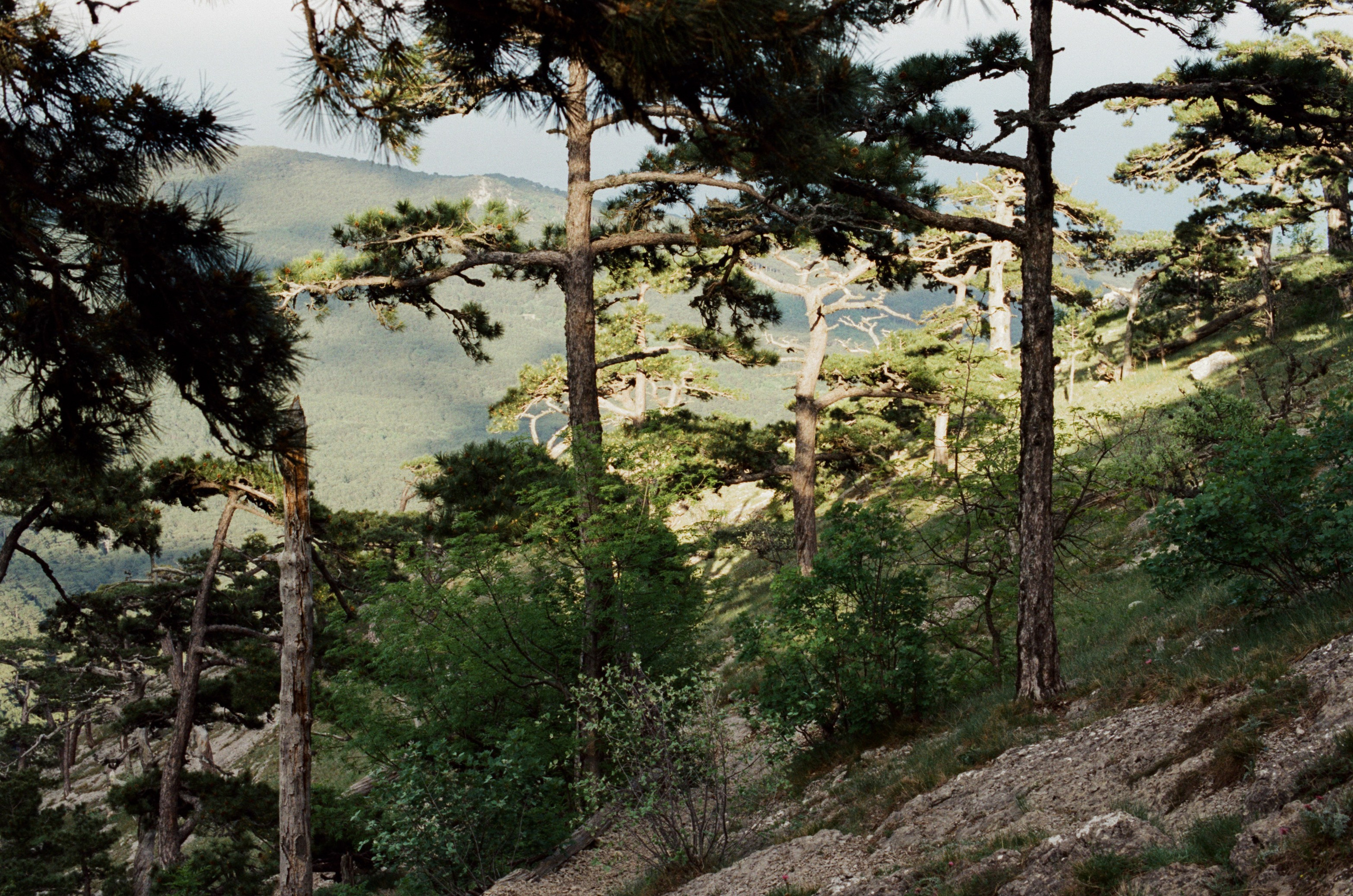 Silver strings // ukraine, crimea IX. EVER EXPOSED