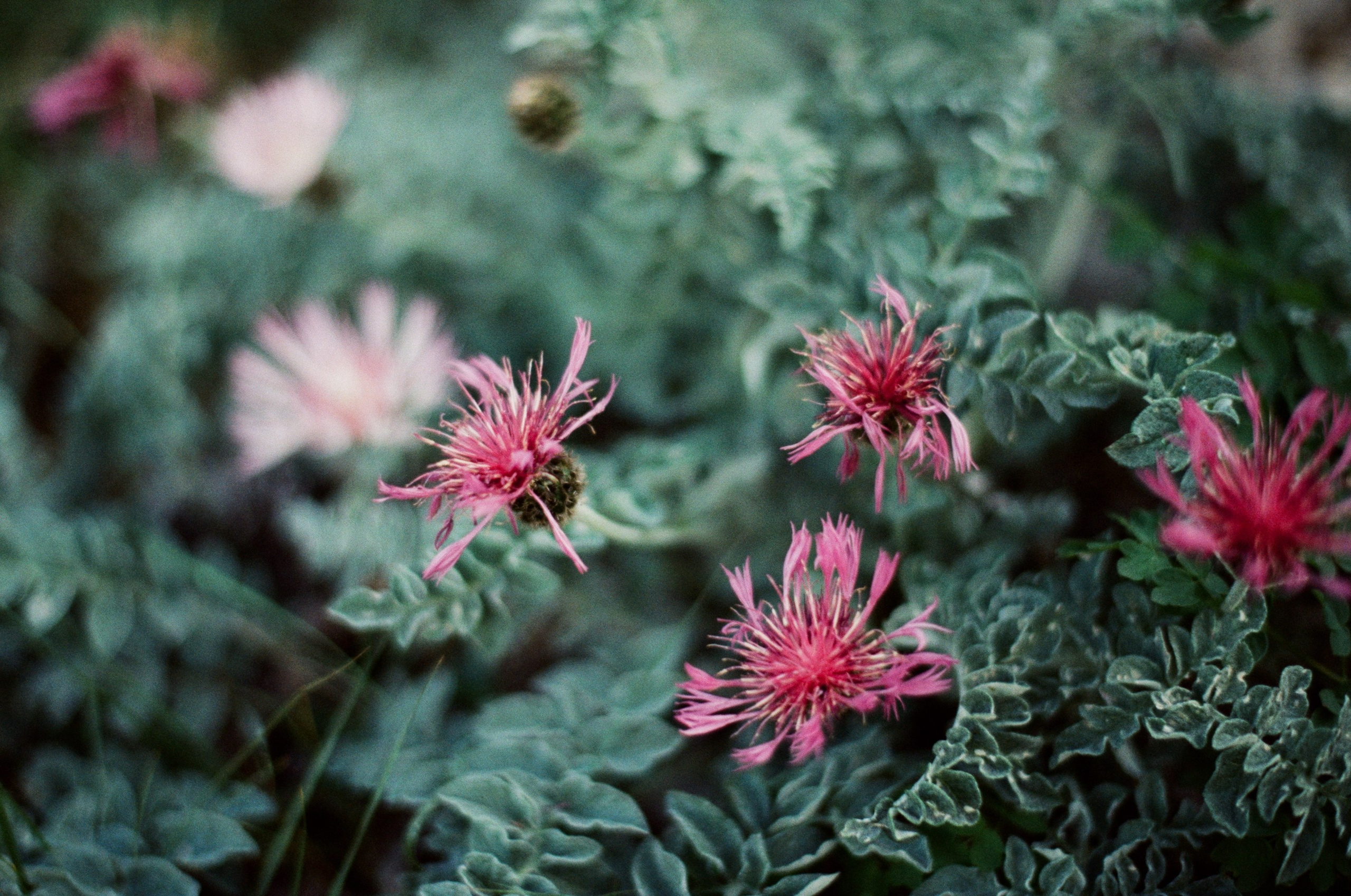 Silver strings // ukraine, crimea VIII. EVER EXPOSED