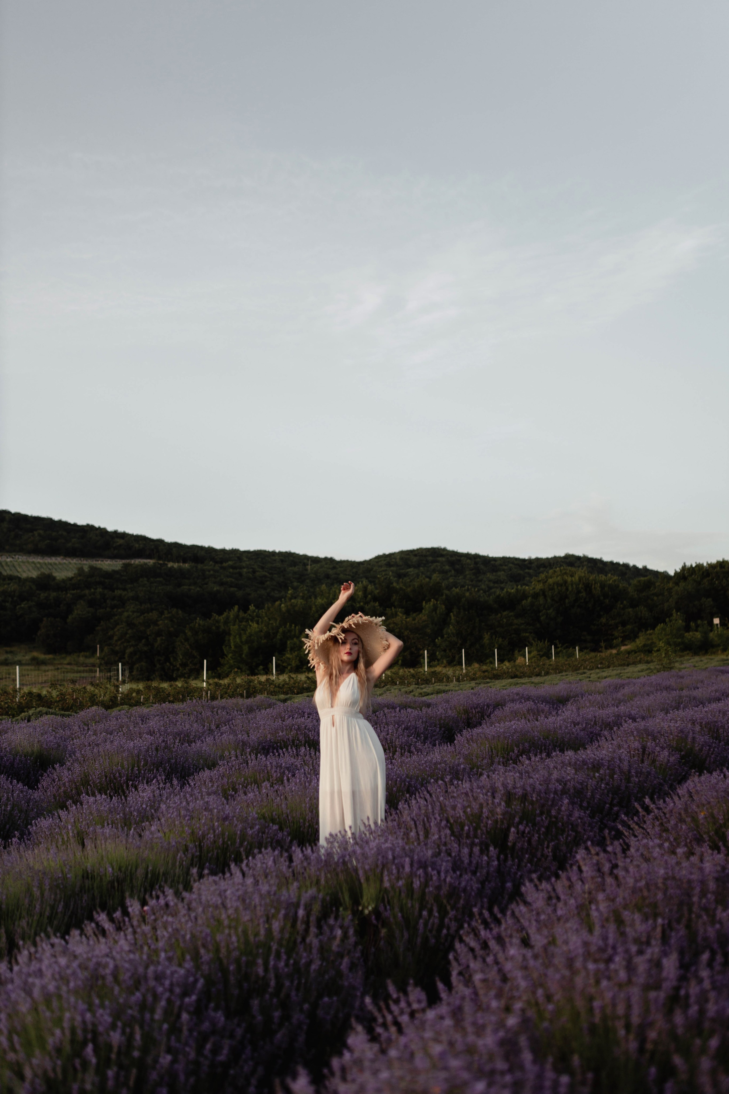 Лаванда. Фотограф Трифон Мира