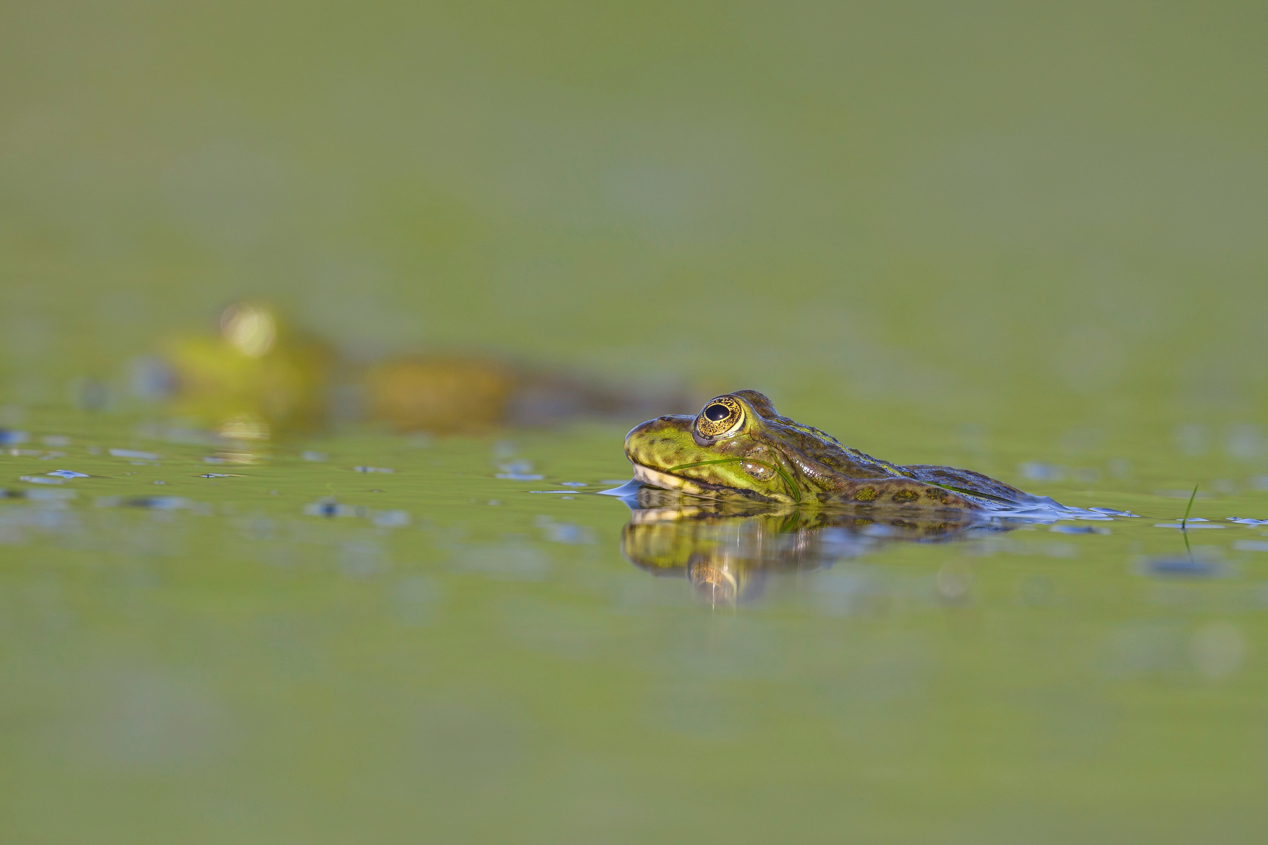 Жабы!. Wildlife photography by Sergey Puponin