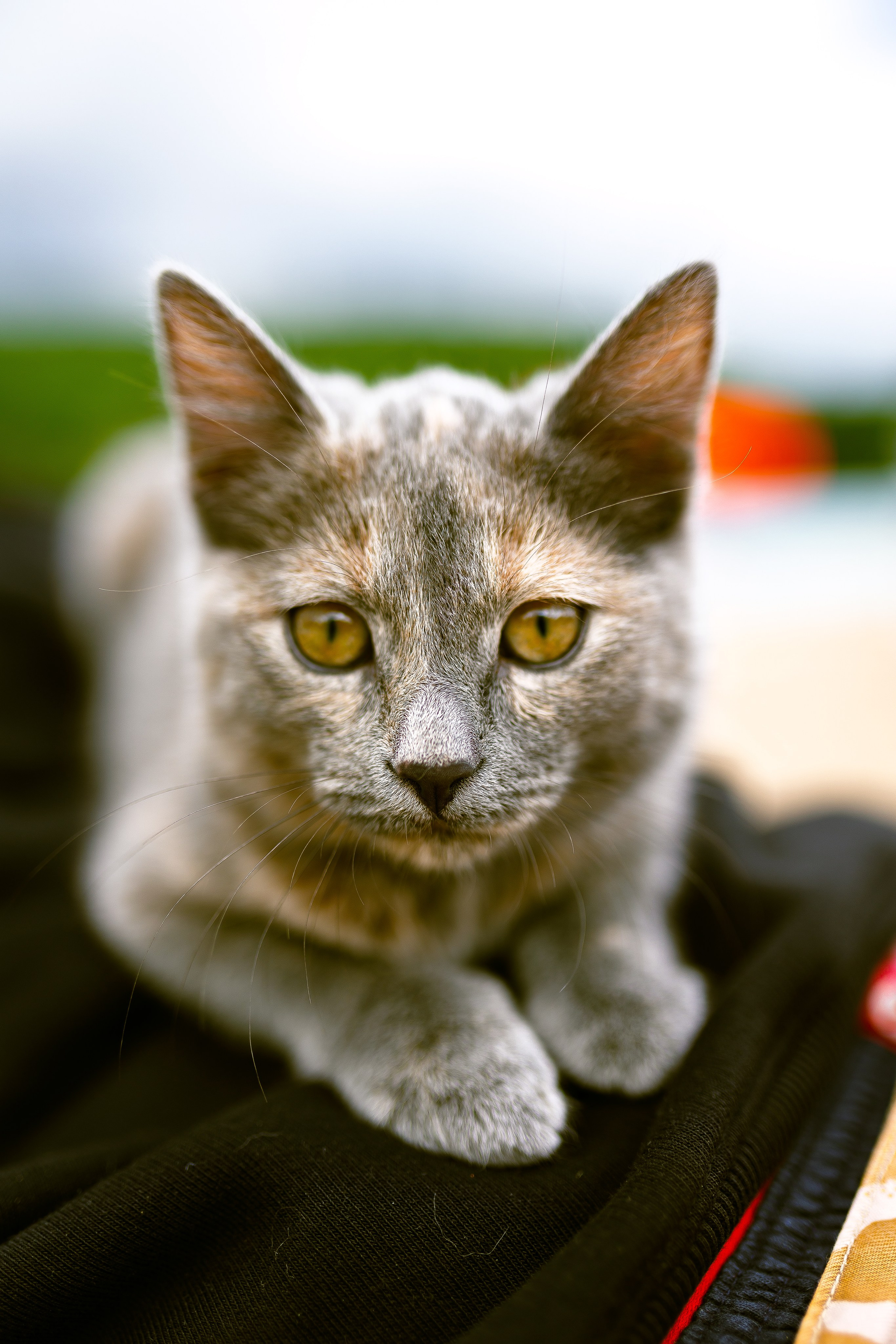 Фестиваль Время Рассвета 3.0 | Баланово 2025.06.23. Фотограф Антон Катунин | Симферополь