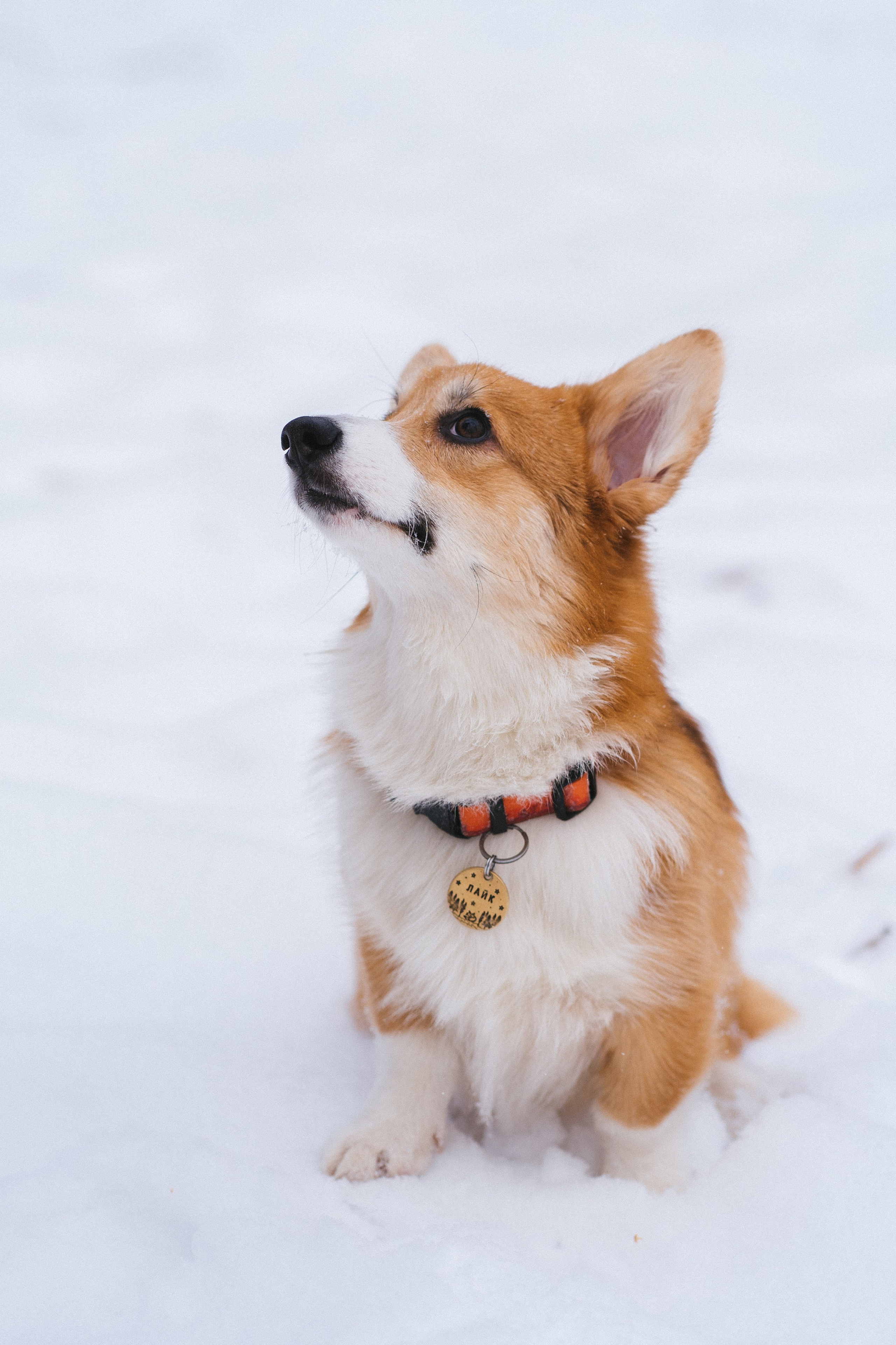 Агата и Лайк. Свадебный фотограф в Москве Анна Полушина