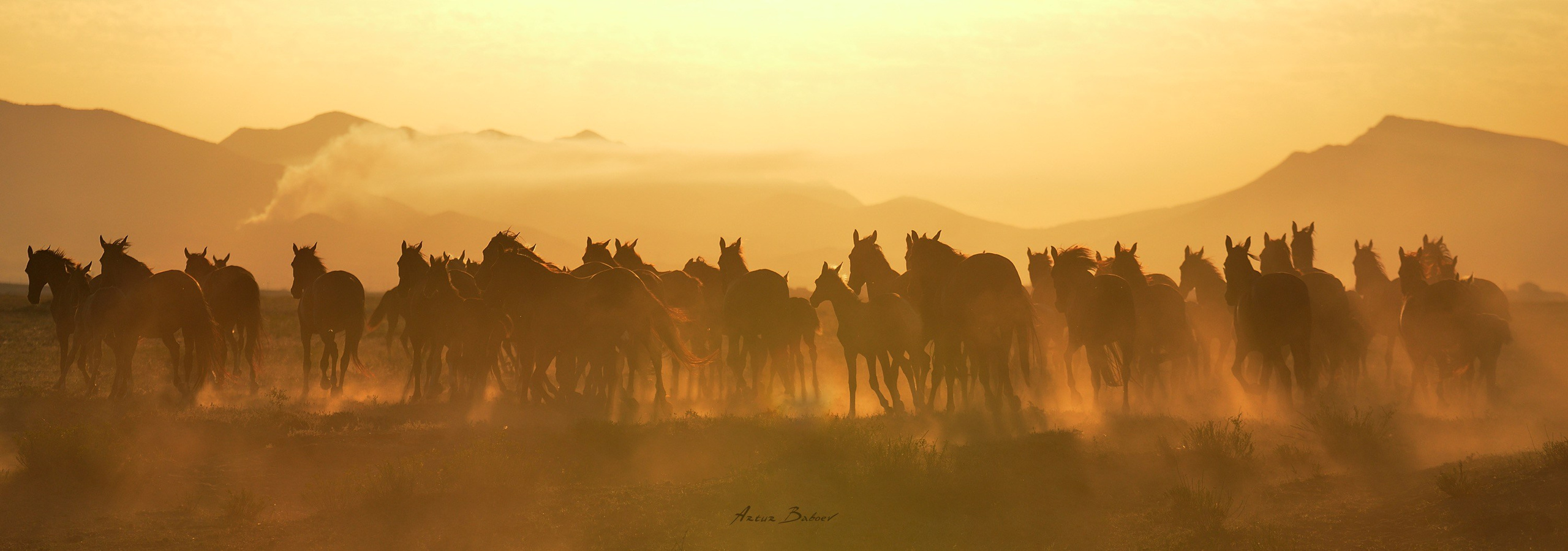 Gallery. Art photos of horses — ARTUR BABOEV | Photographer