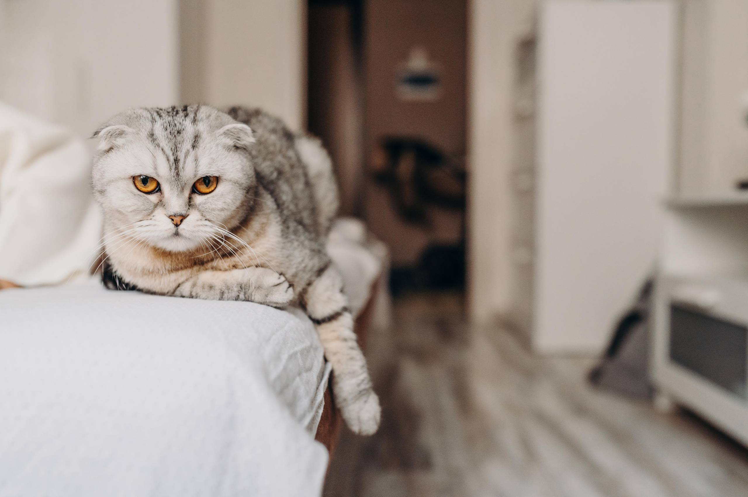 Пол года Аделине. Главная