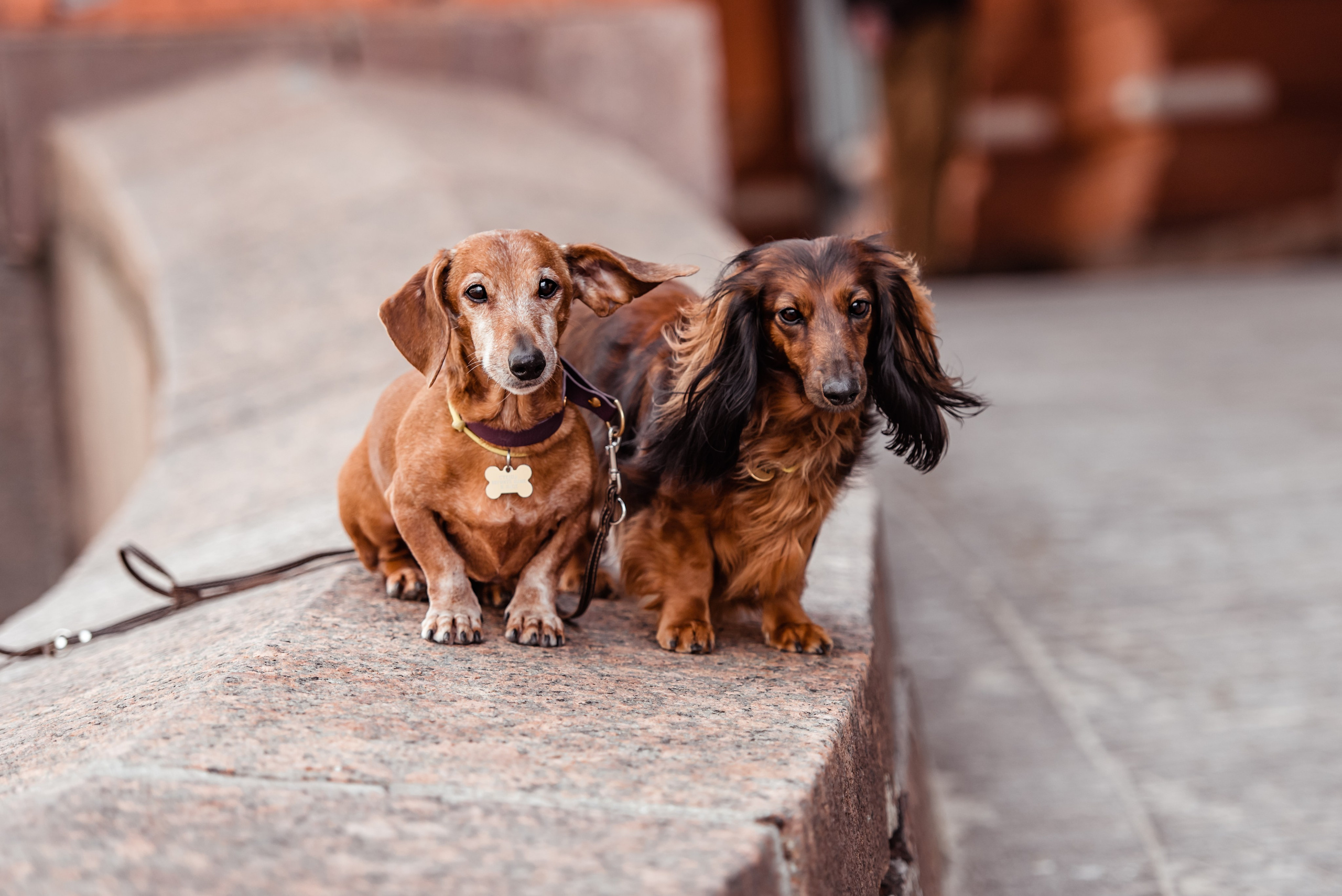 Таксы на Красной площади. Семейный Фотограф в Москве Ирина Хохлова