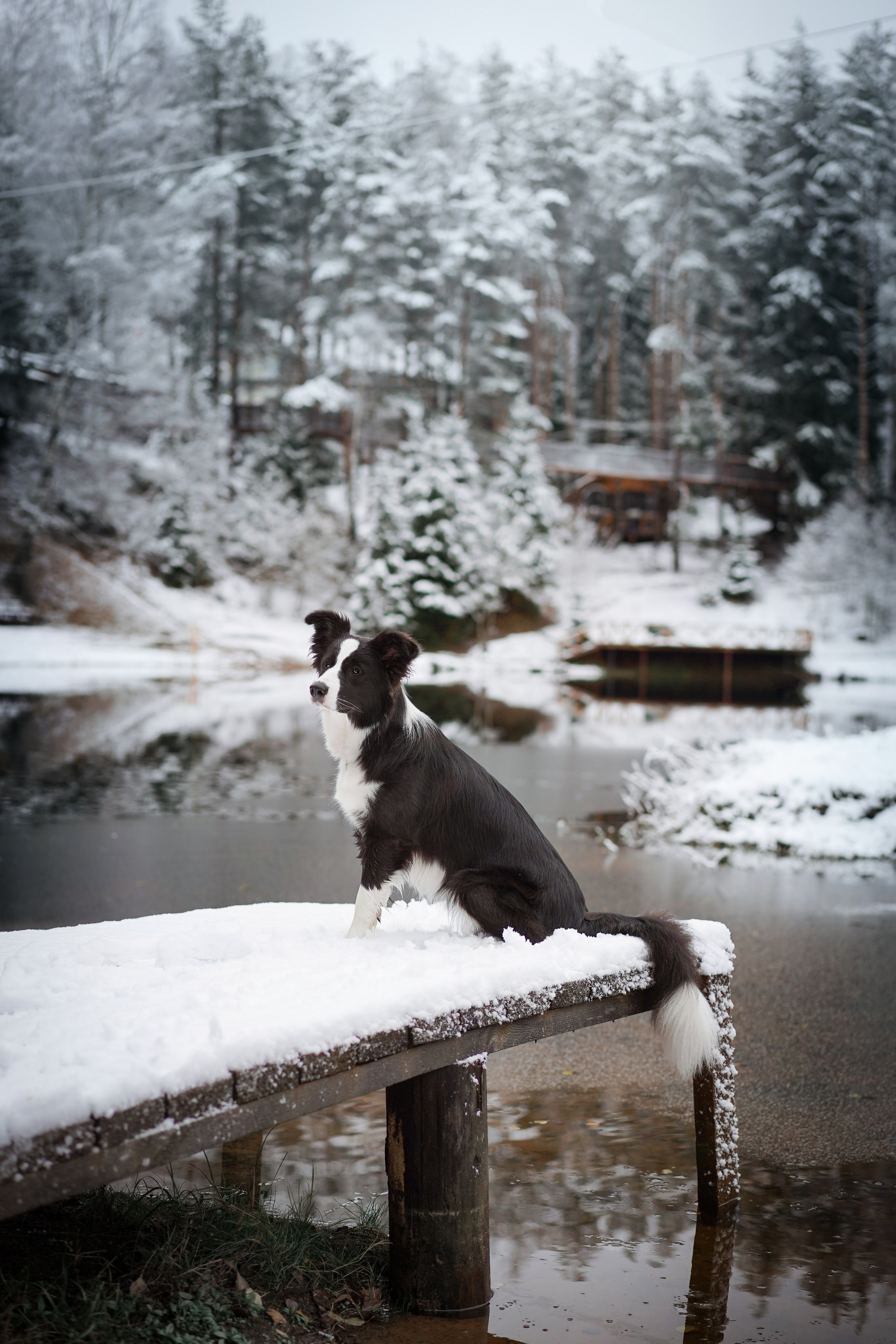 Юлия и Груша. Фотограф-анималист в Санкт-Петербурге Яна Мартынова