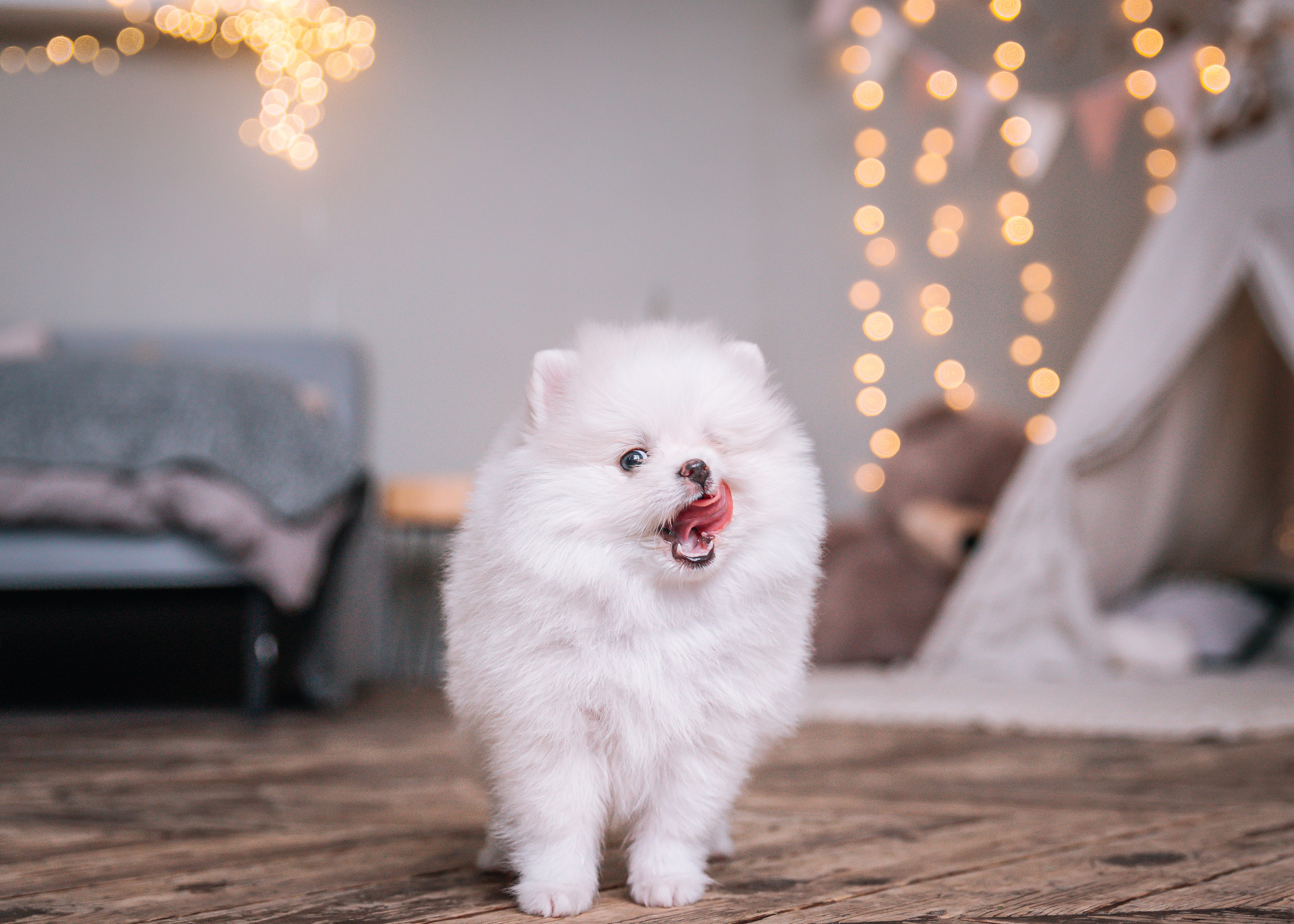 Шпицы щенки студия. Главная