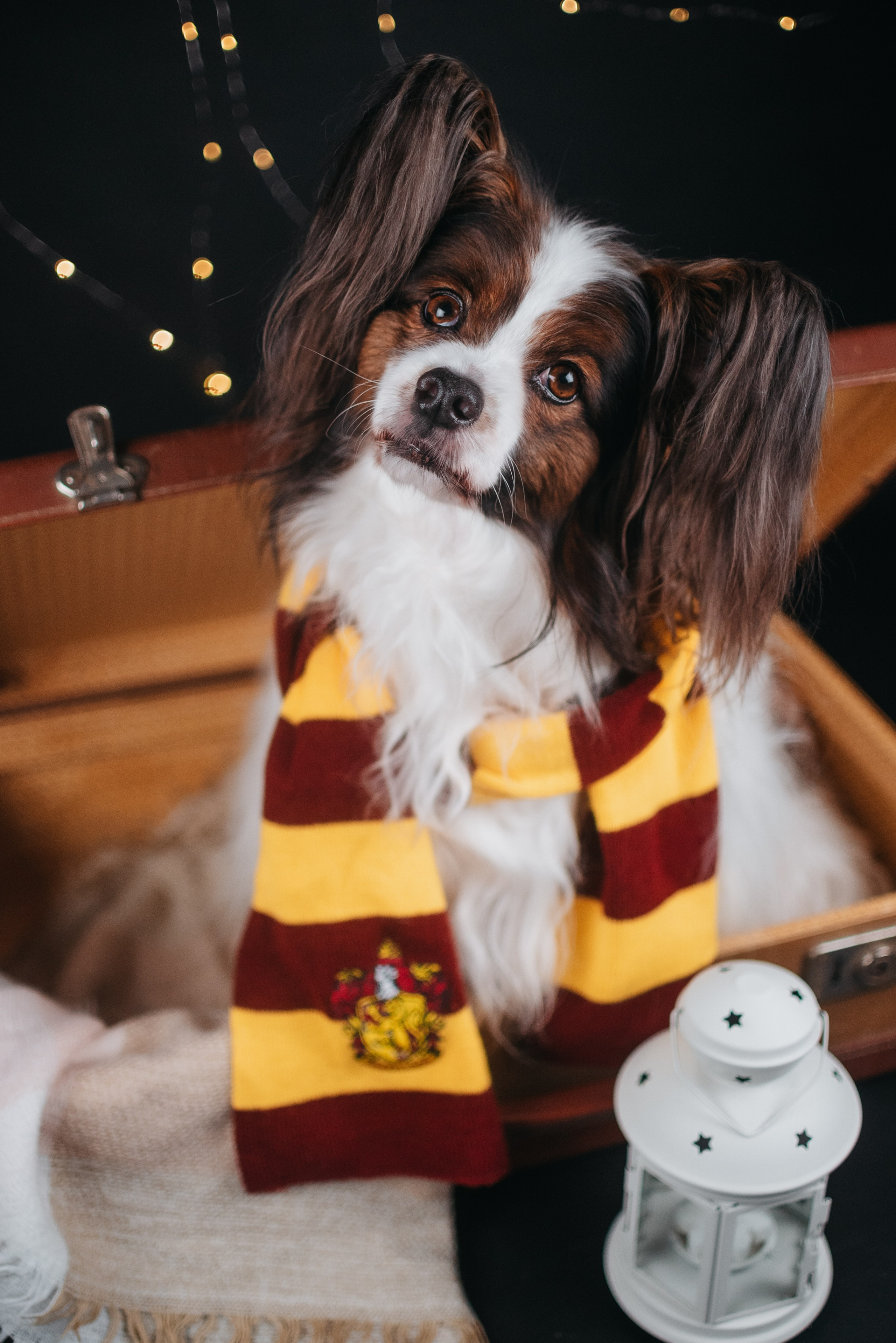 Фотограф-анималист Валерия, Москва, Мытищи