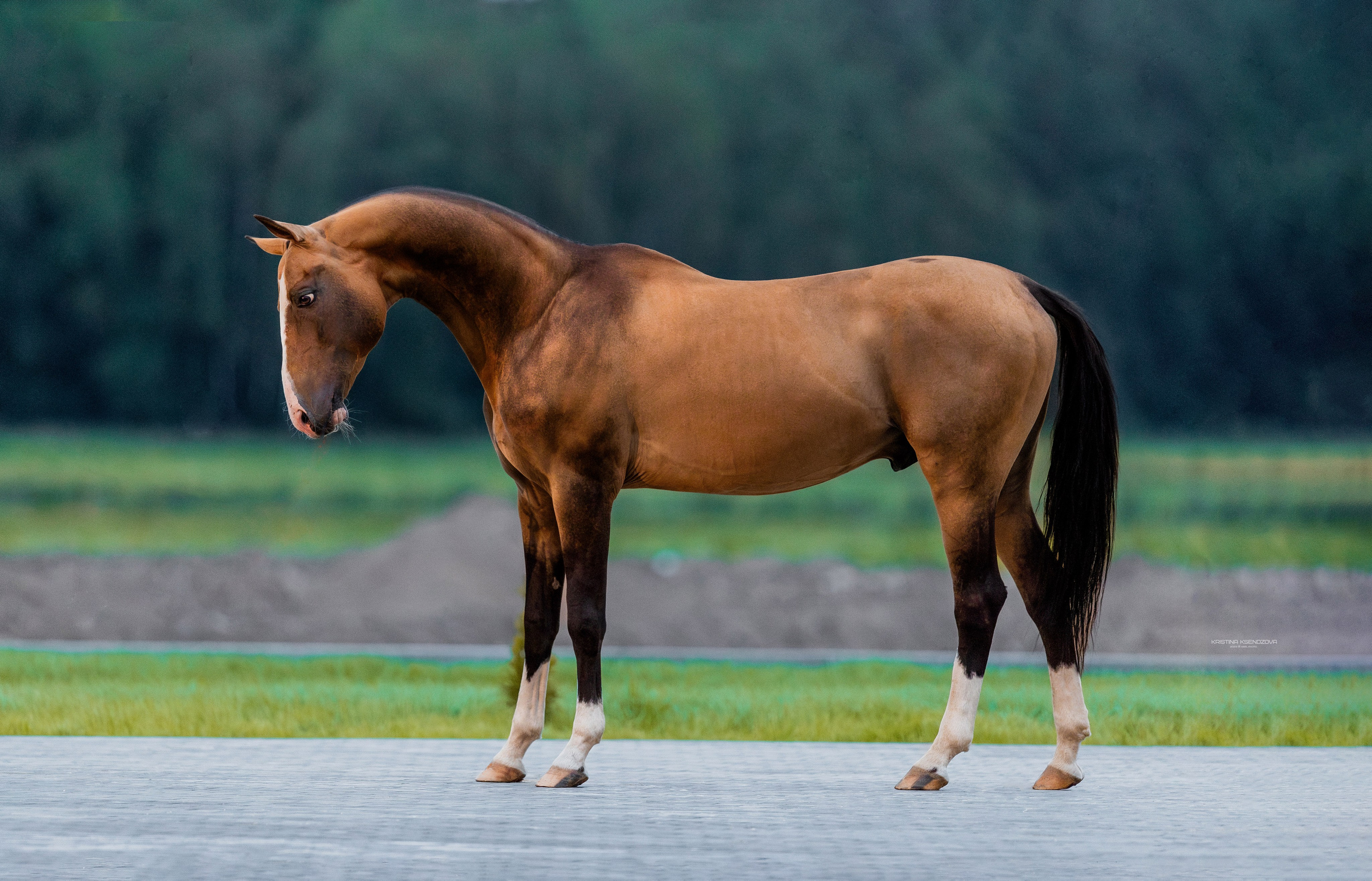 Экстерьеры. Фотограф-анималист Ксендзова Кристина