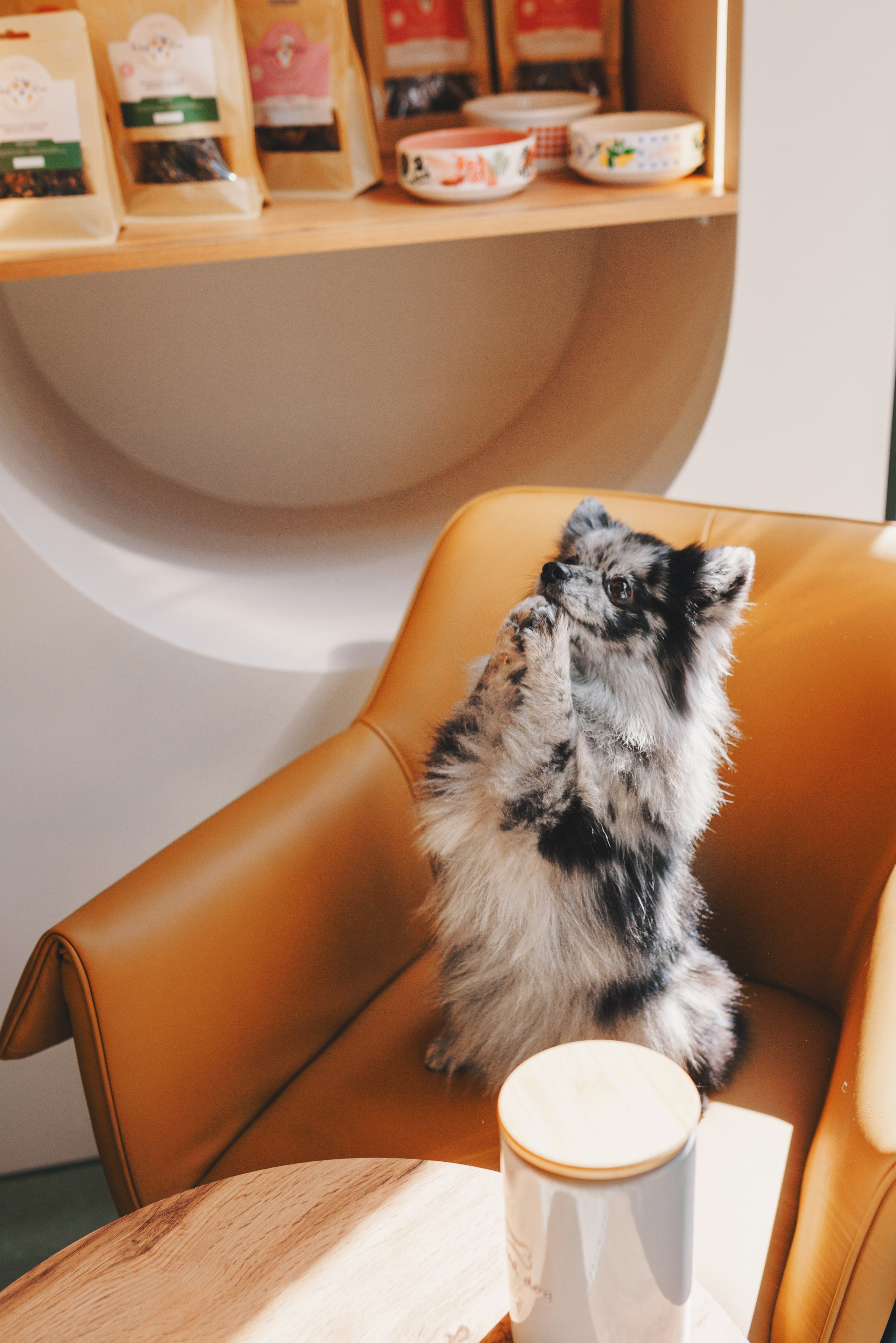 Груминг-салон. Фотограф анималист Осипчикова Мария