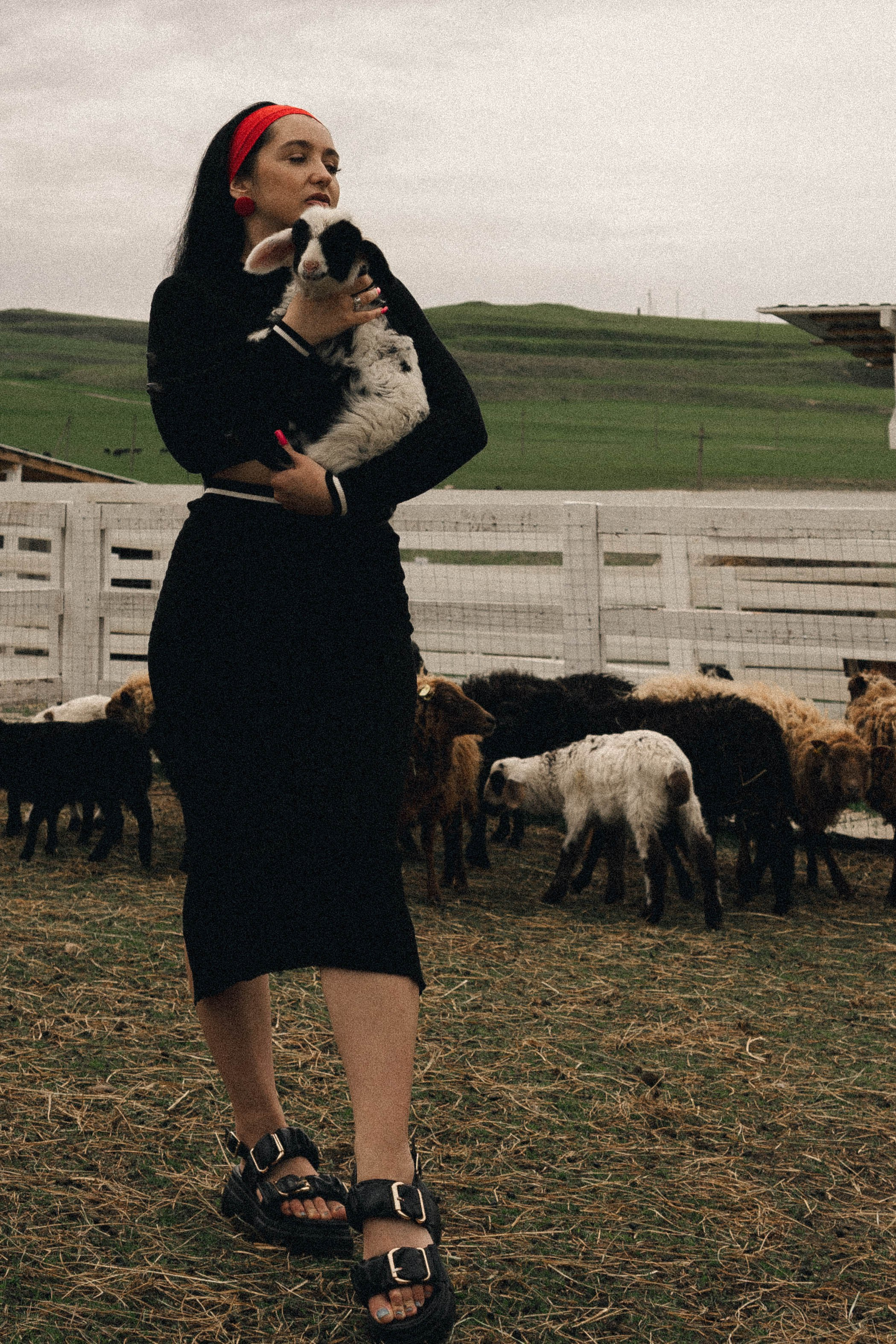 Ферма Альпак. Профессиональный фотограф, Санкт-Петербург — Виктория Богомолова