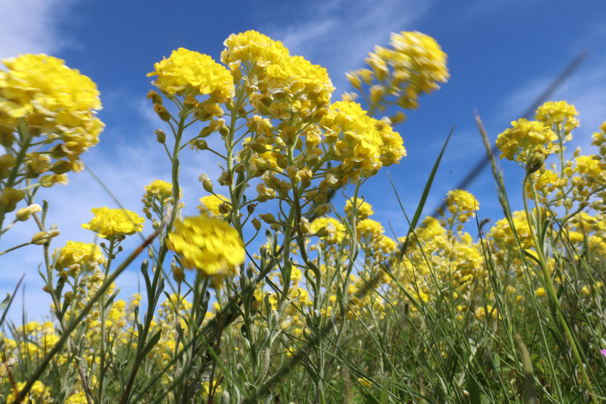 Крым. ЮБК (Севастополь, Кастрополь, Ялта). Май 2023. Путешественник-фотограф из Санкт-Петербурга Татьяна Свистулина