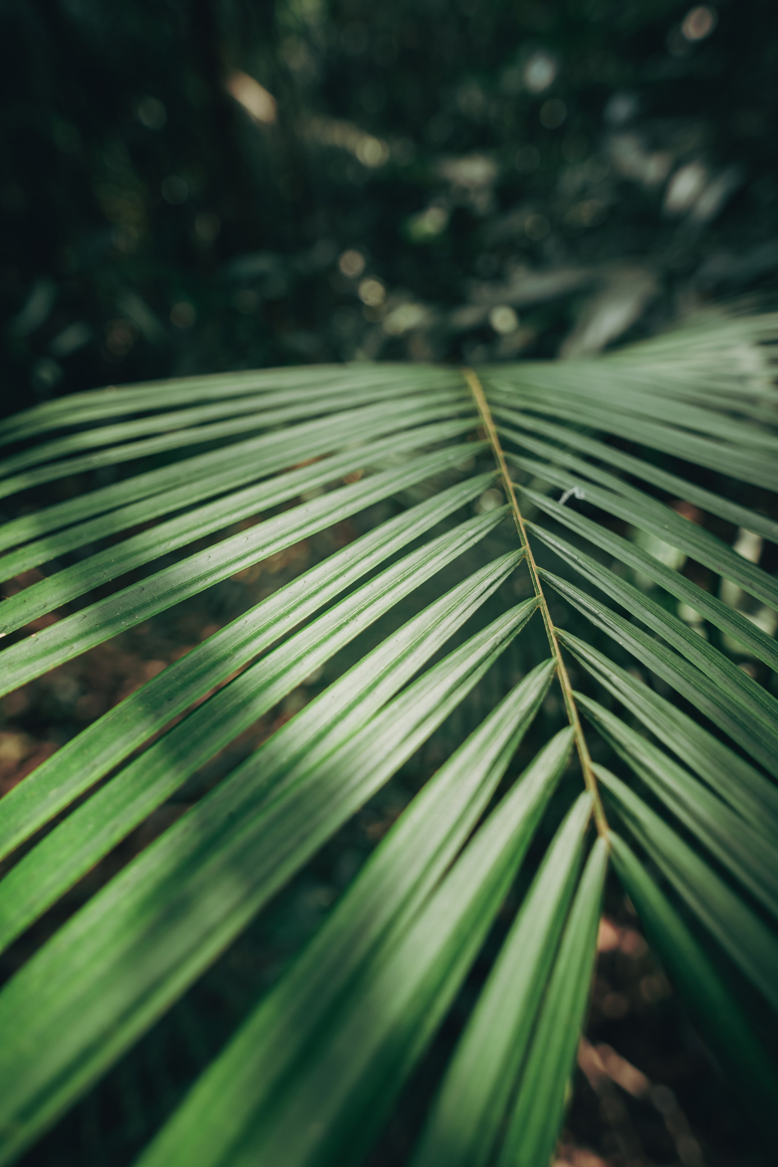 Cambodia. Dmitry Ippolitov