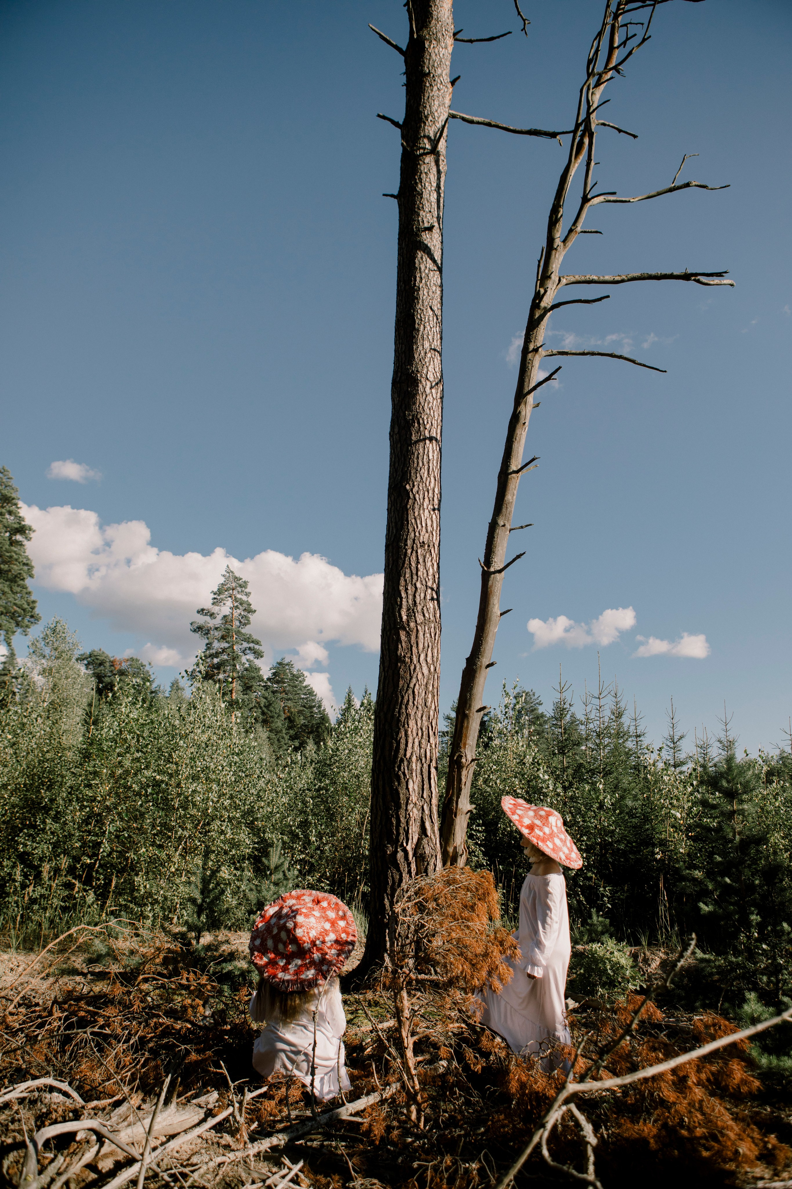 Грибы. Ольга Пилант. АРТ, бэкстейдж, свадебная и семейная фотография, городской портрет, интерьерная фотография