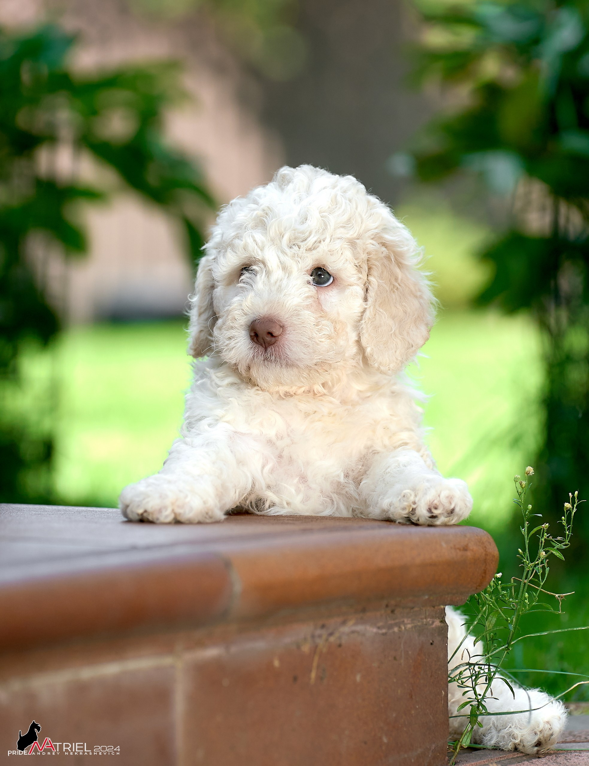 Съемка щенков лаготто