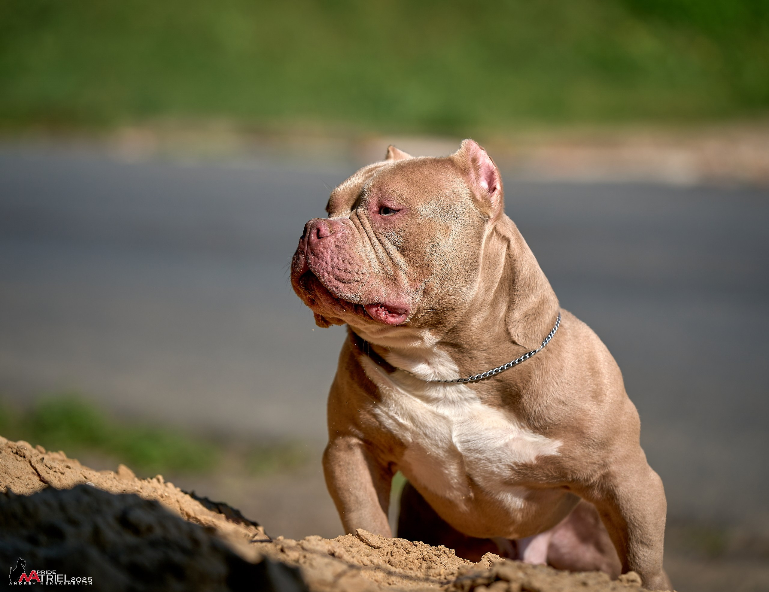 Съемка собак породы булли на природе