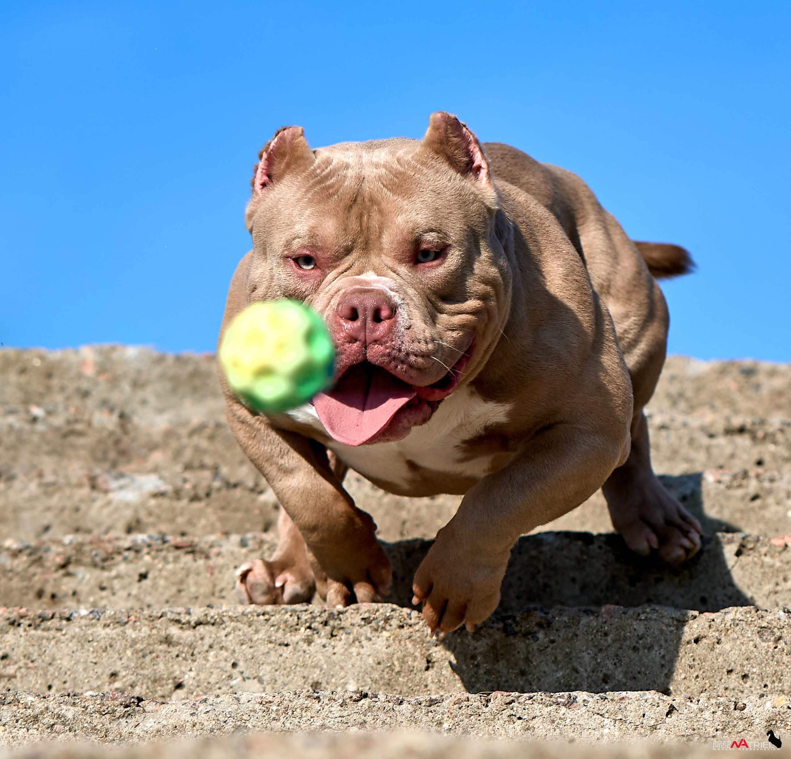 Съемка собак породы булли на природе