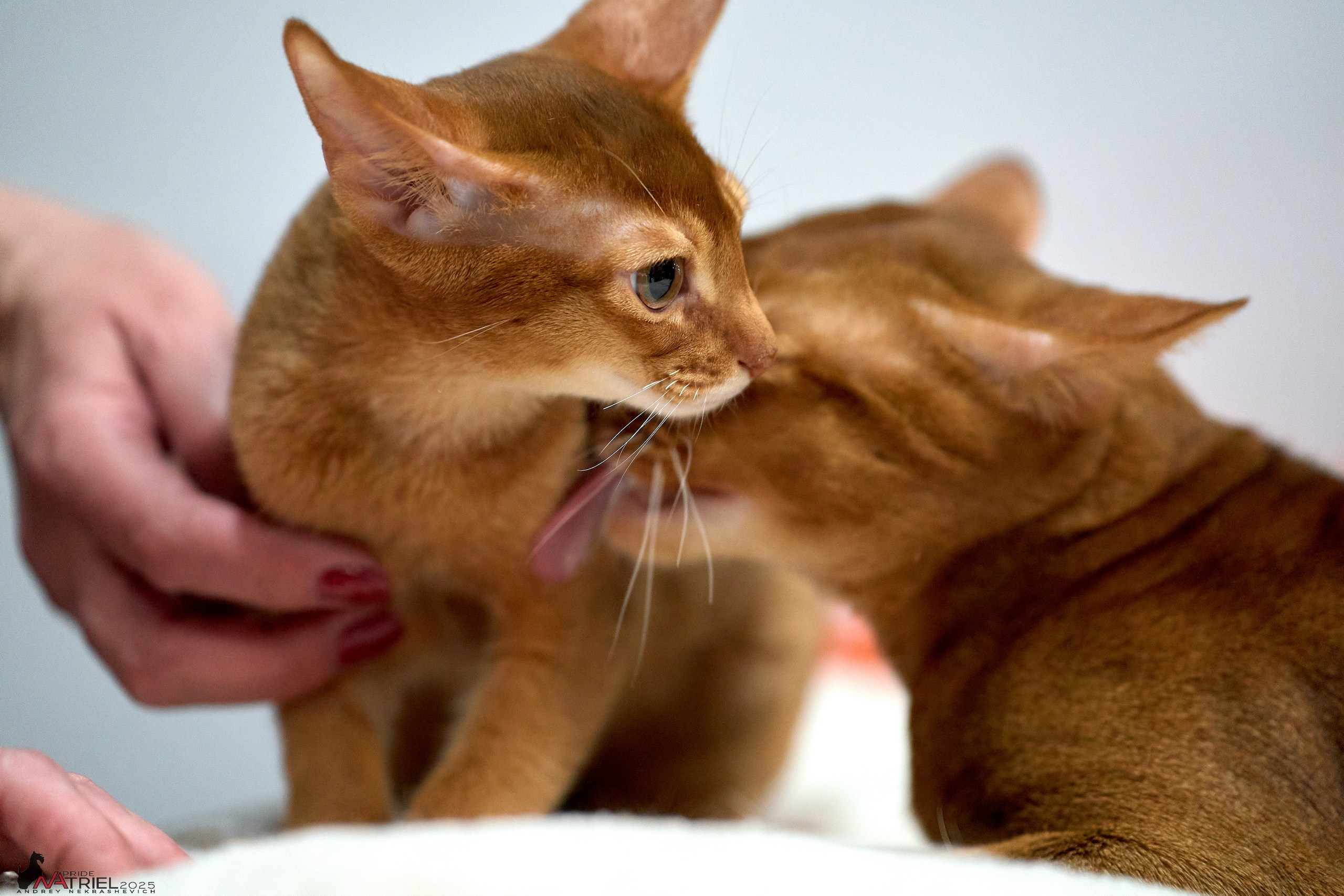 Репортаж с ЗООФЕСТ в Крокусе