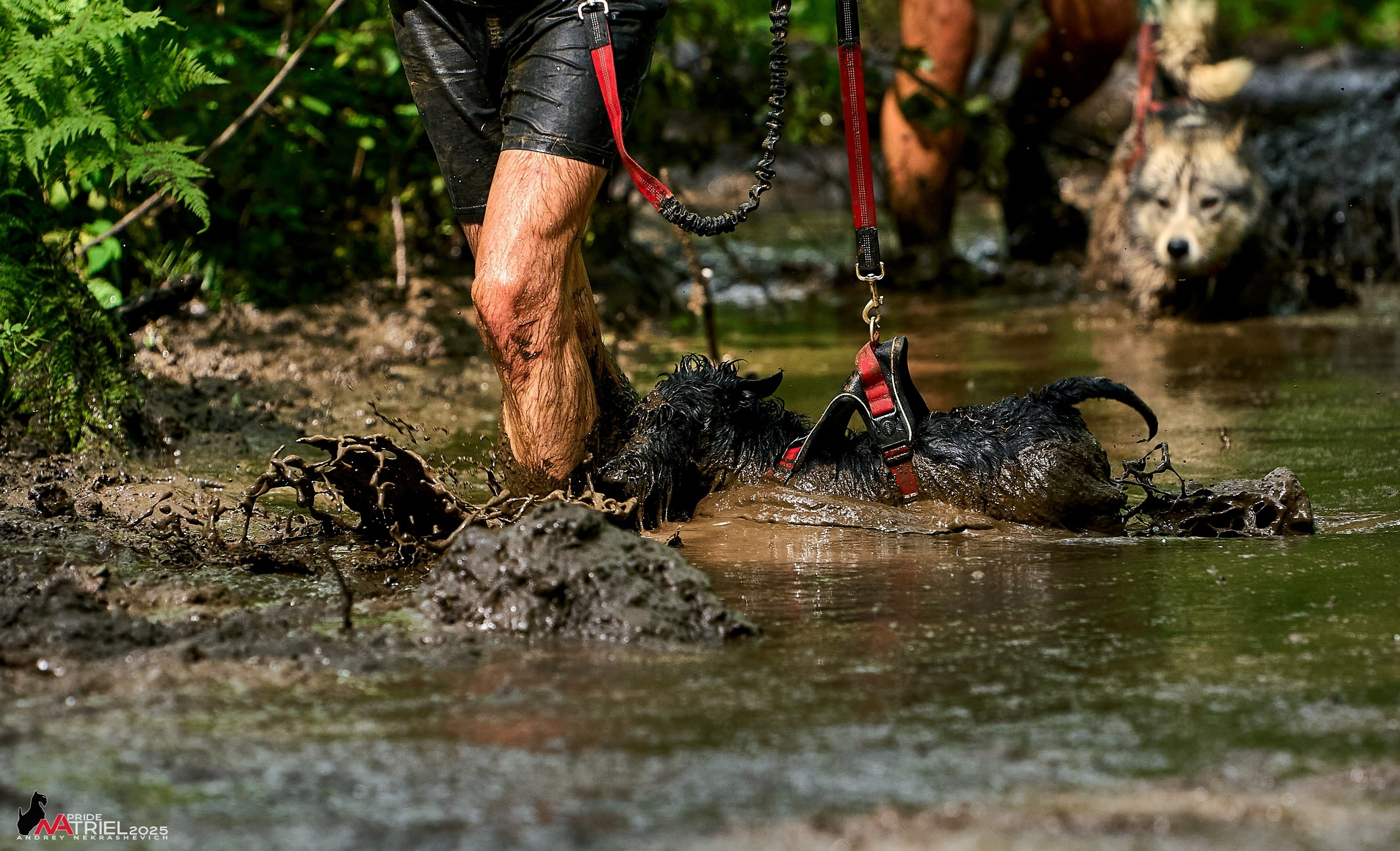 Russian Extreme Dog Trail — 2025