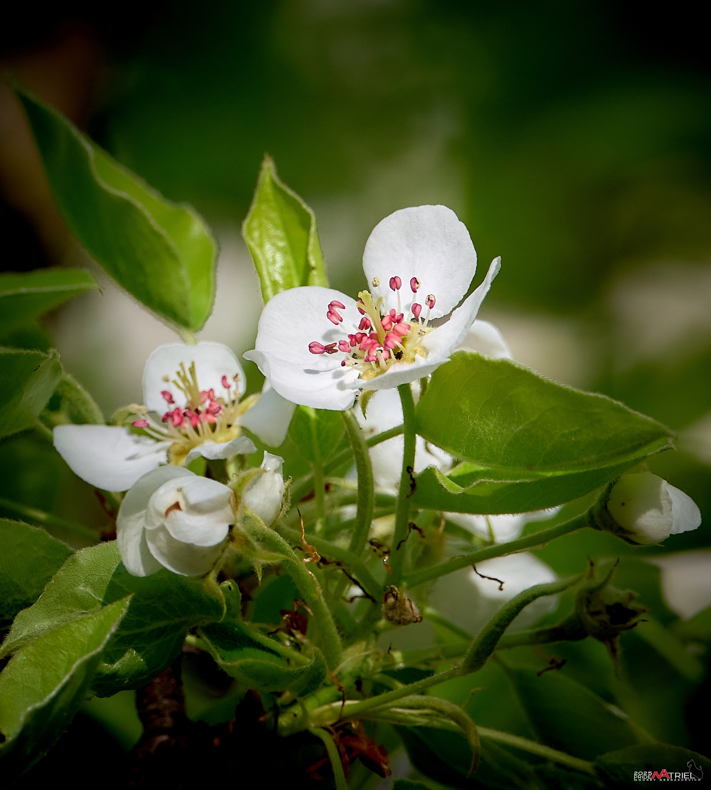 Природа в апреле. Всё в цветении!