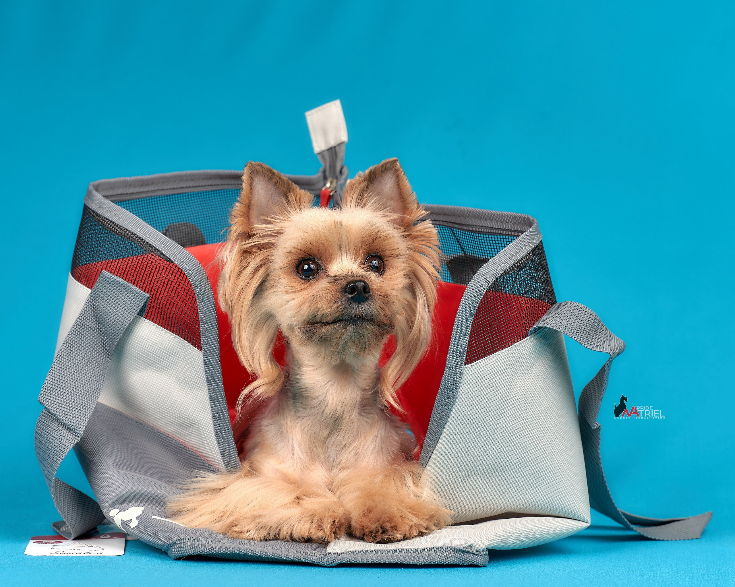 Реклама с животными — галерея NATRIEL