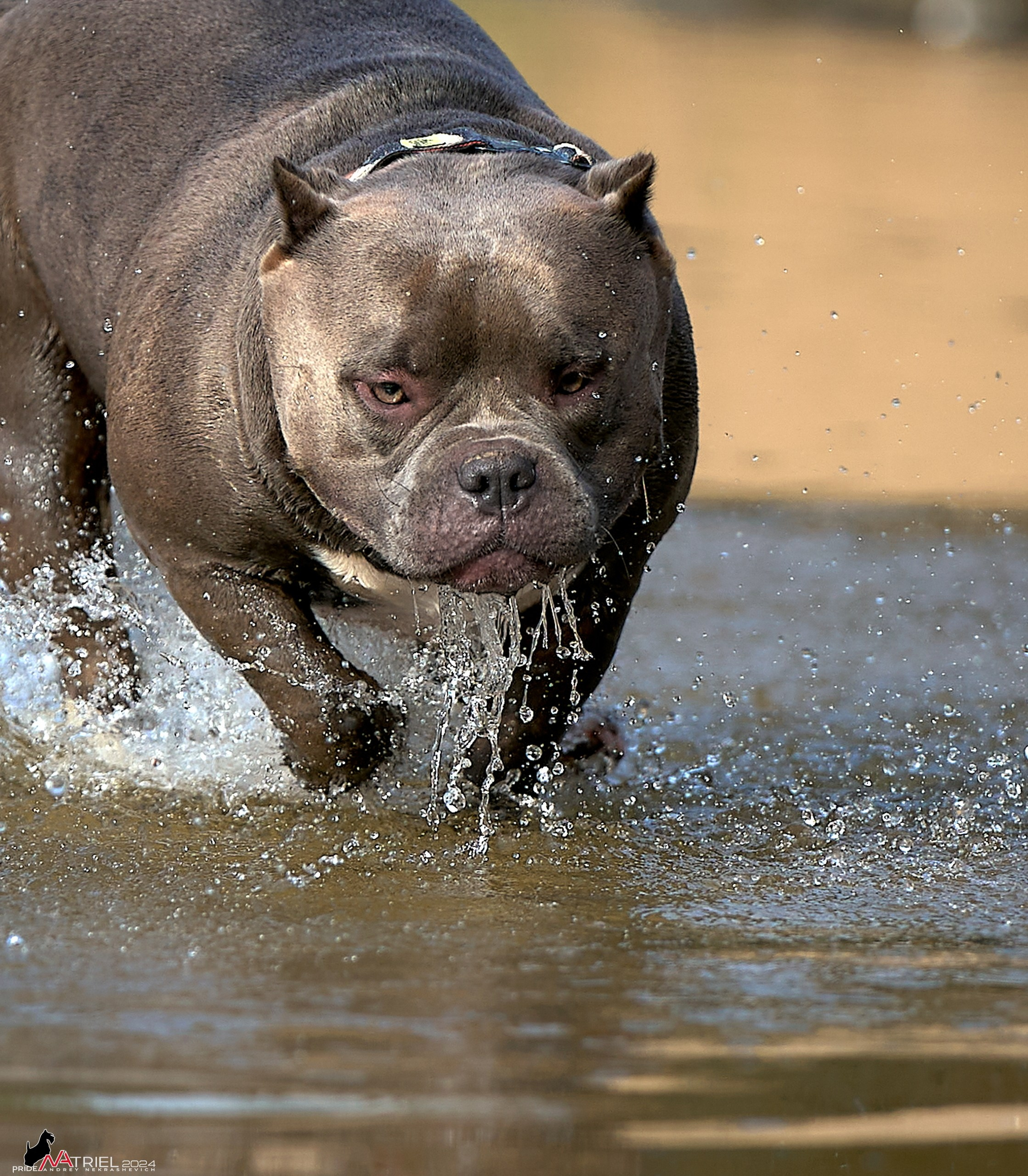 Фотопрогулка с булли