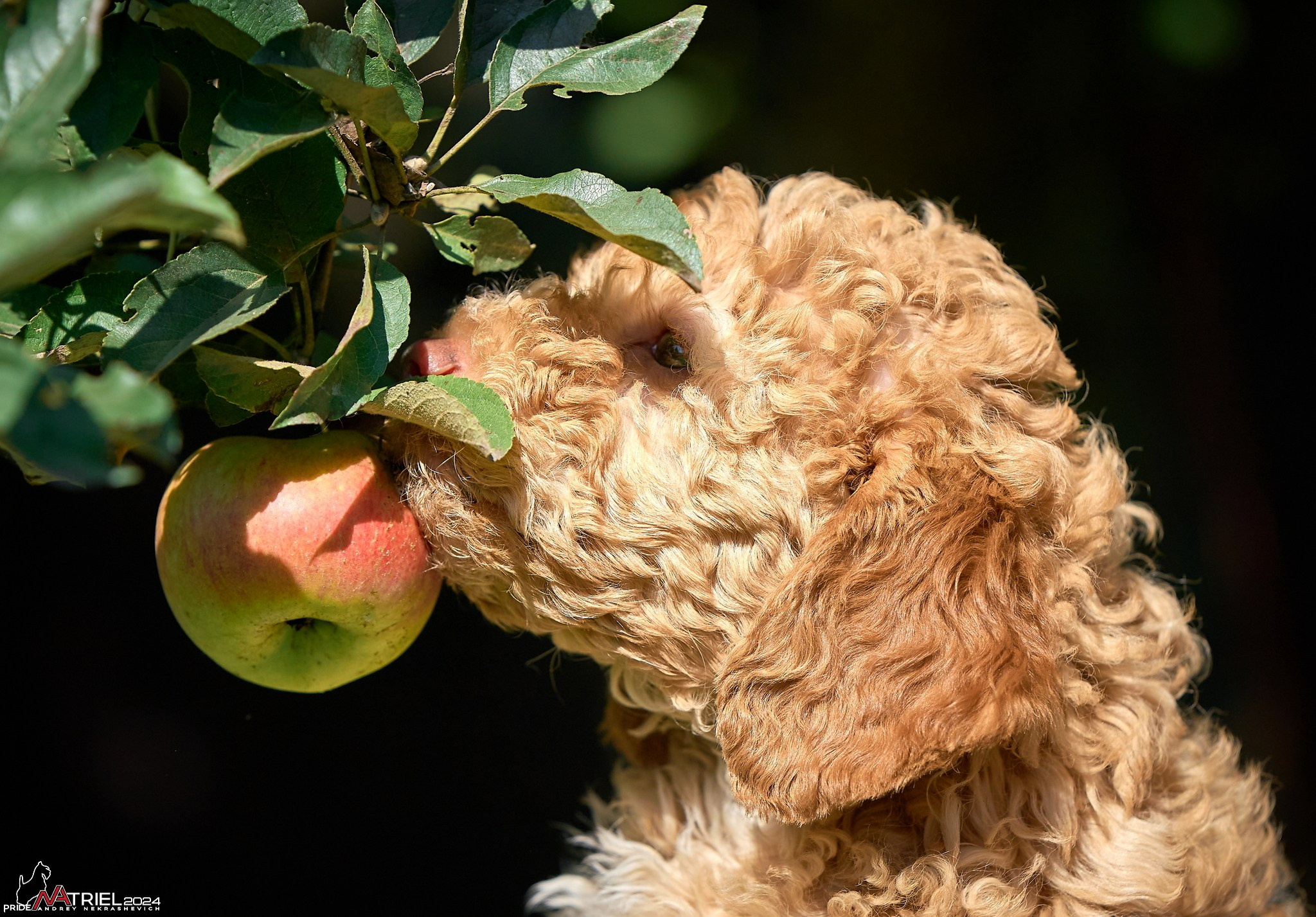 Съемка щенков лаготто на природе
