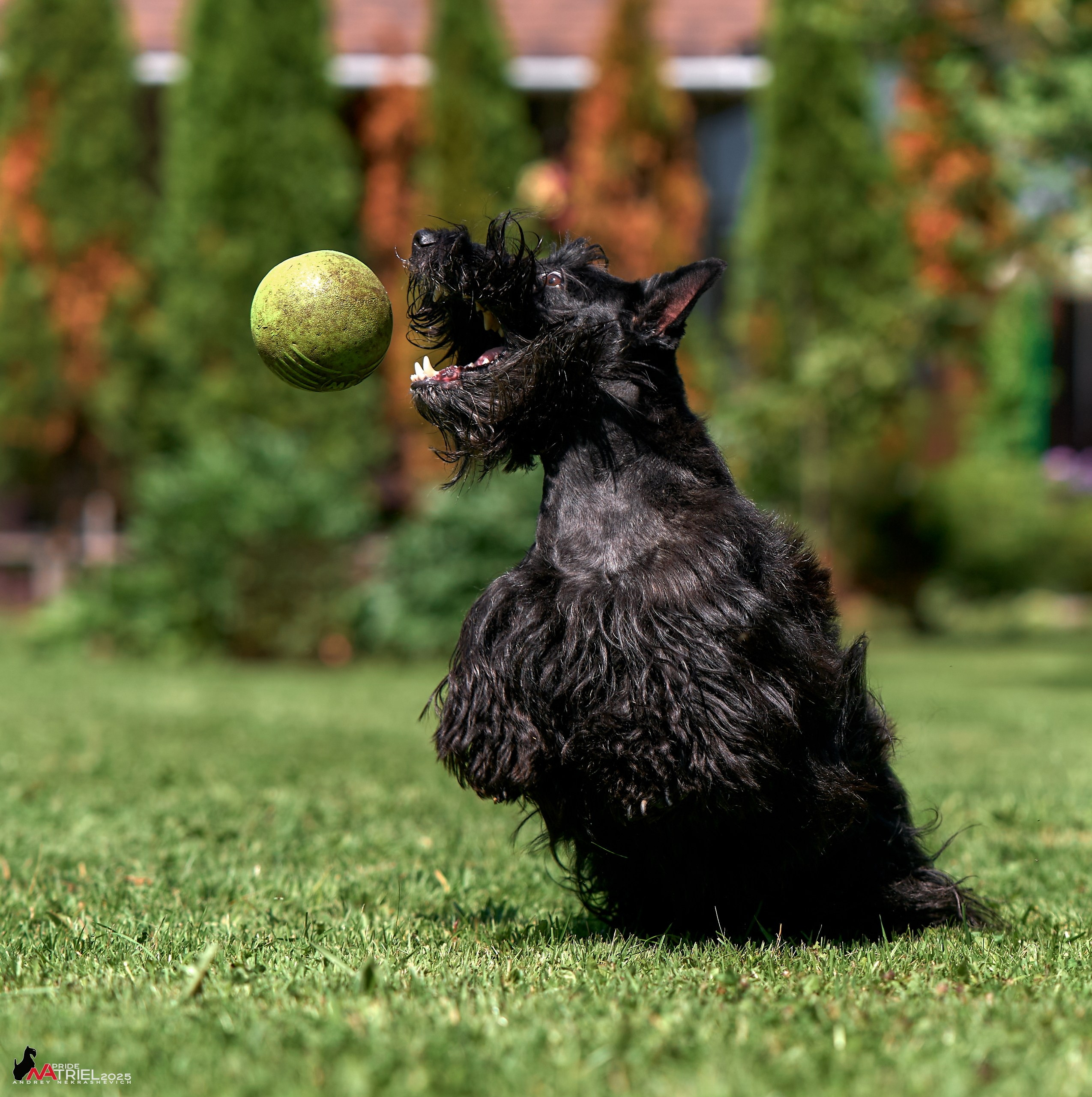 Алабаи и скотч-терьеры в питомнике у Ольги