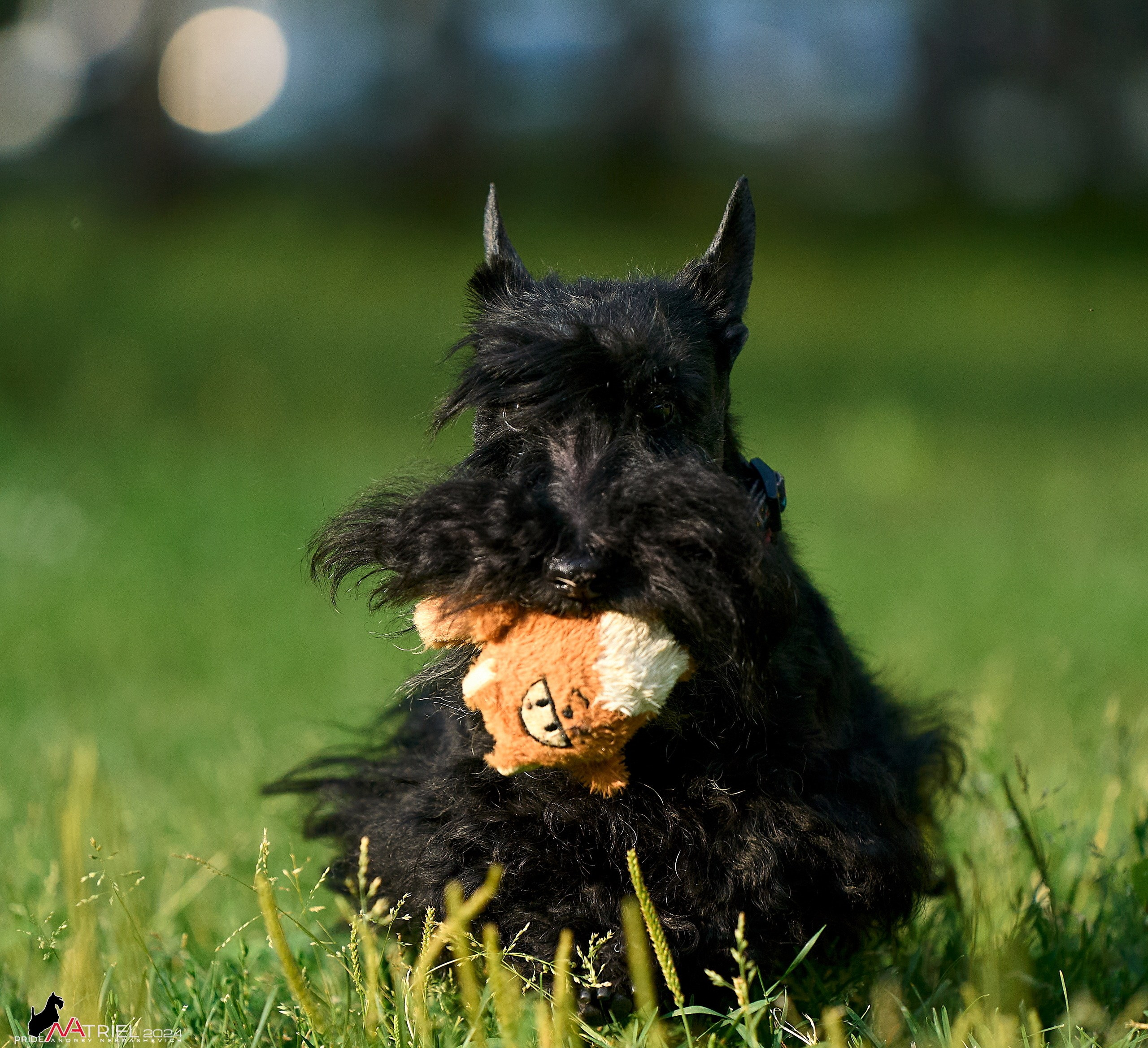 Фотопрогулка с собаками Бася и Циля