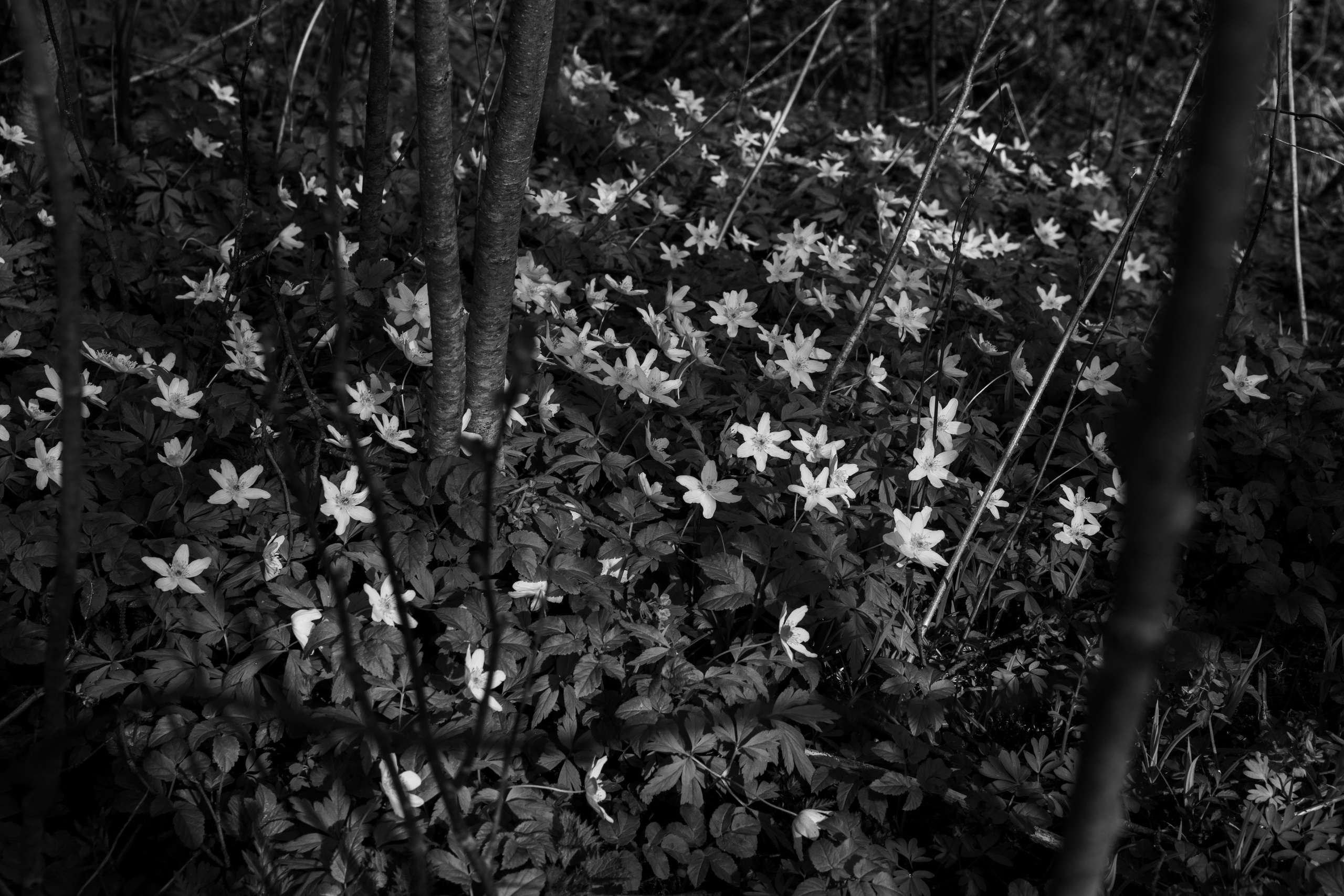 Хранитель лесов. Портретная фотосъёмка, репортажная, контент для вашего бизнеса