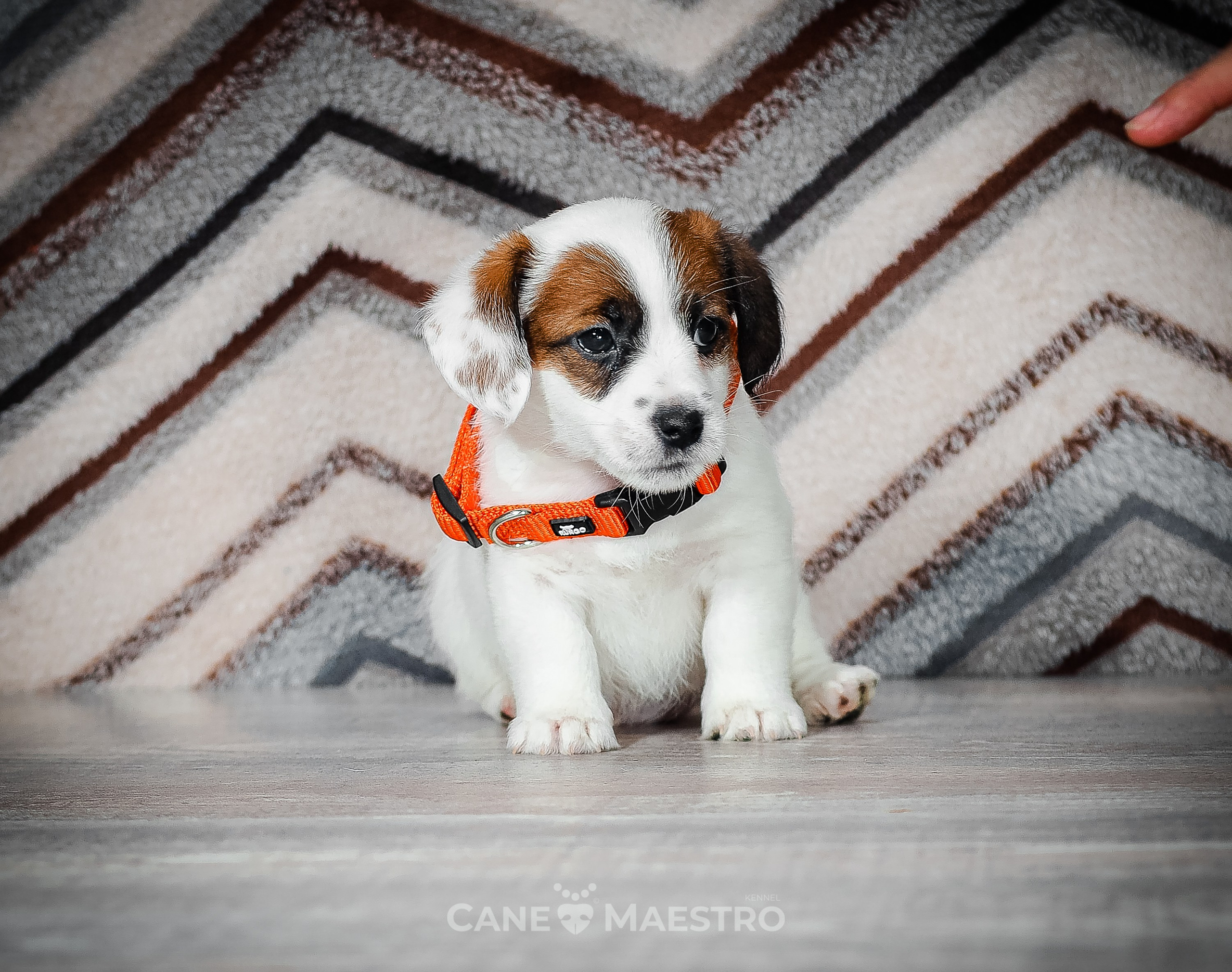 1КОБЛ_МОНОКЛЬ_Ц_ЛИТТЕР. CANE MAESTRO — kennel Jack Russell Terrier