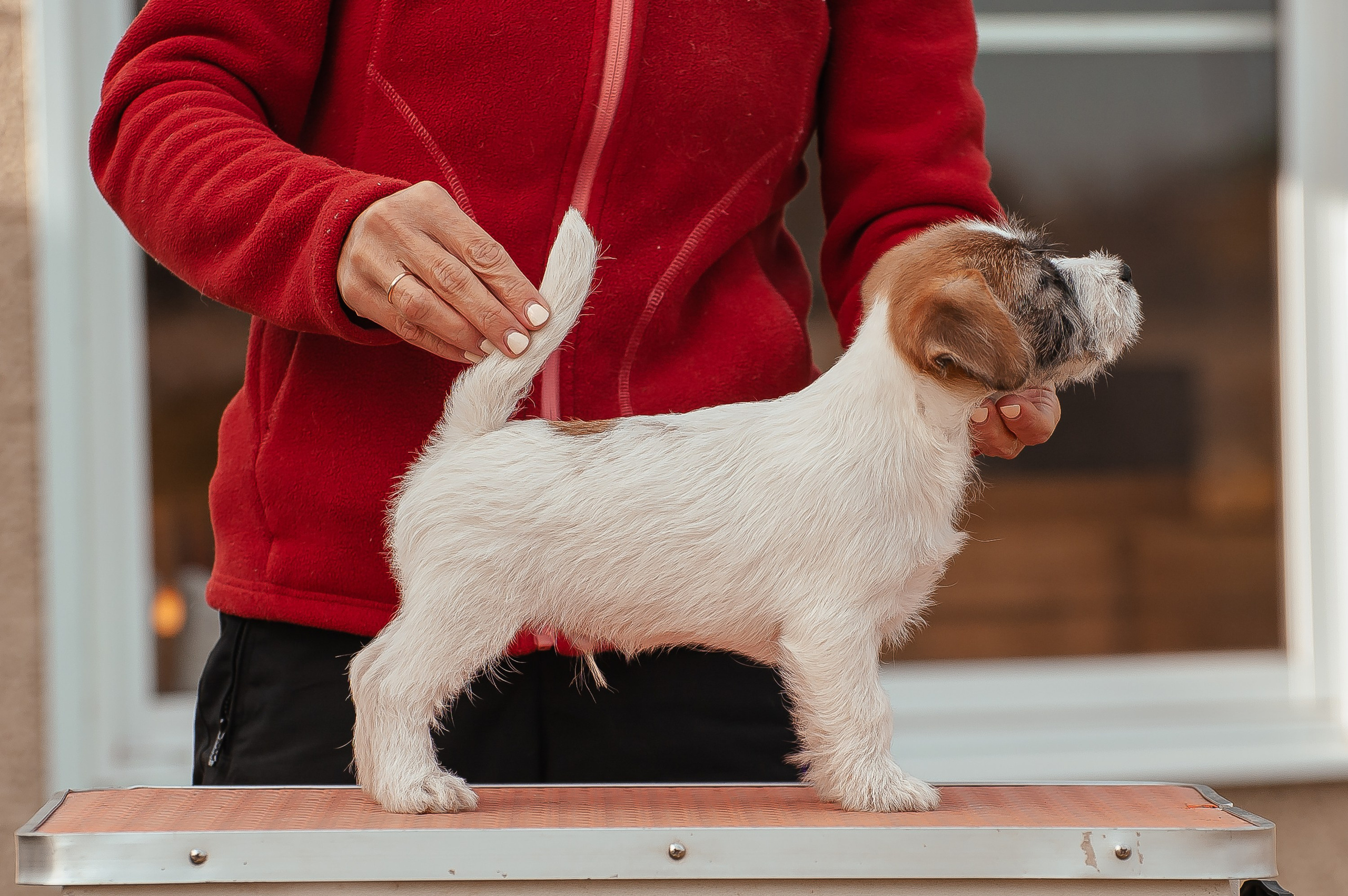Щенок кобель ДРТ. КАНЕ МАЭСТРО — питомник Джек рассел терьеров