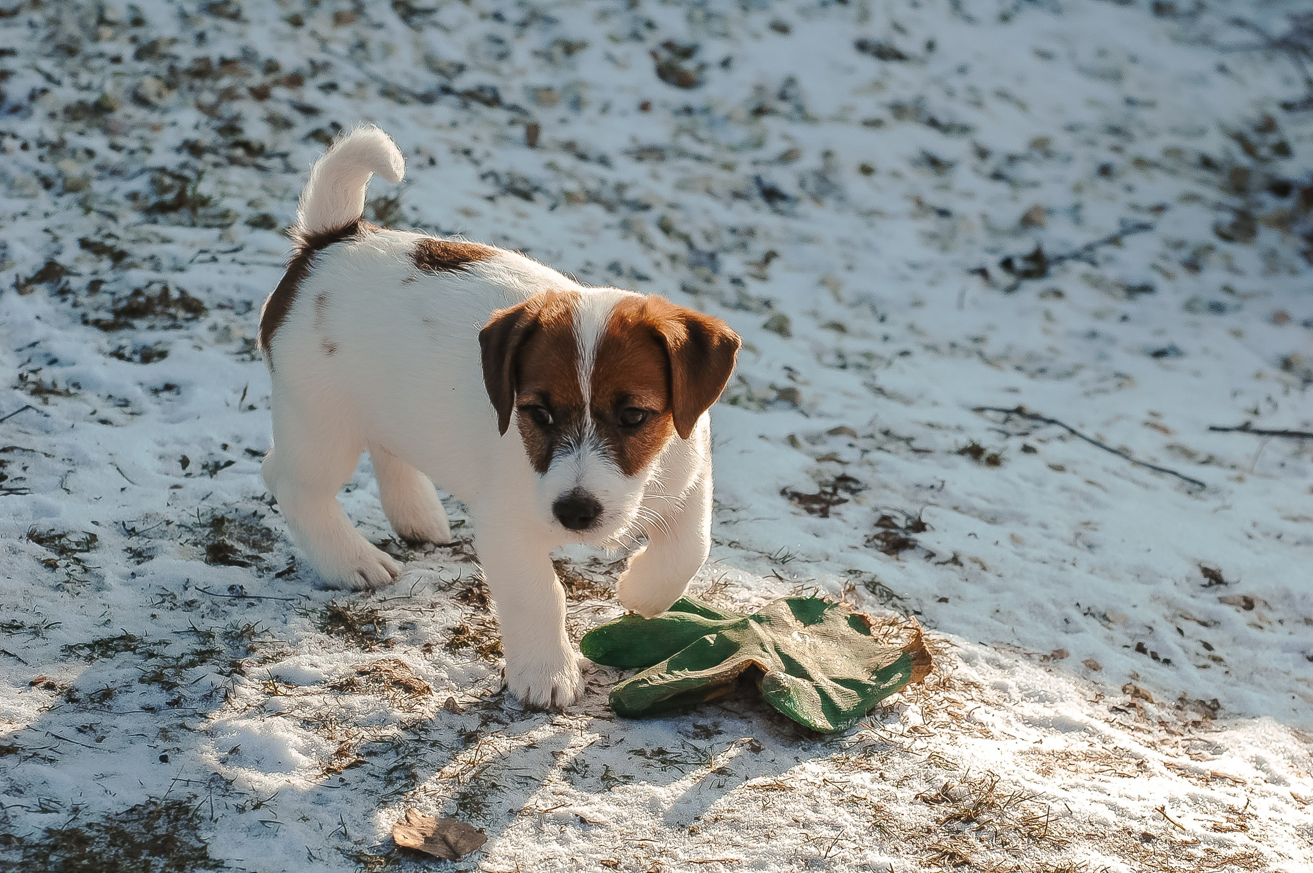 3КОБЛ_СНЕГОВИК. CANE MAESTRO — kennel Jack Russell Terrier