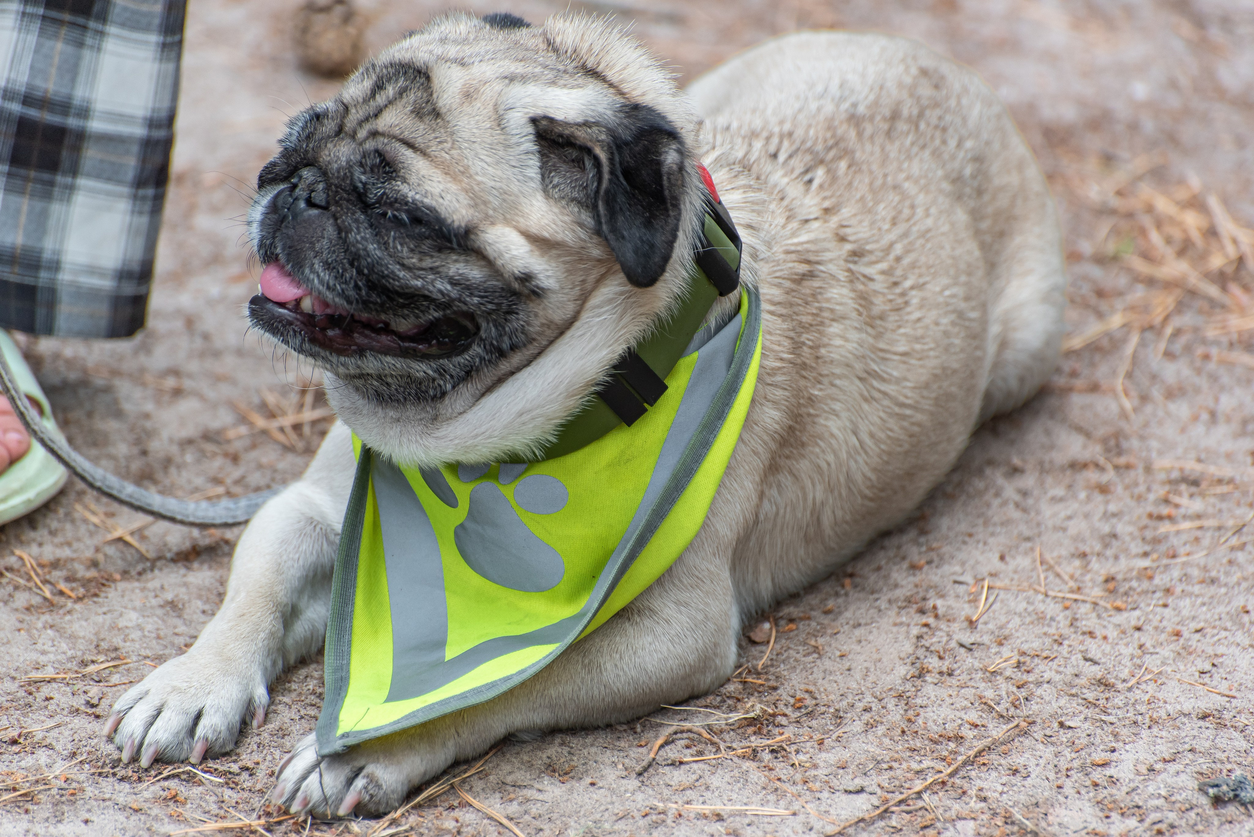 Хвостатые каникулы Детский кинологический лагерь. Фотограф Макс Огурцов в Нижнем Новгороде