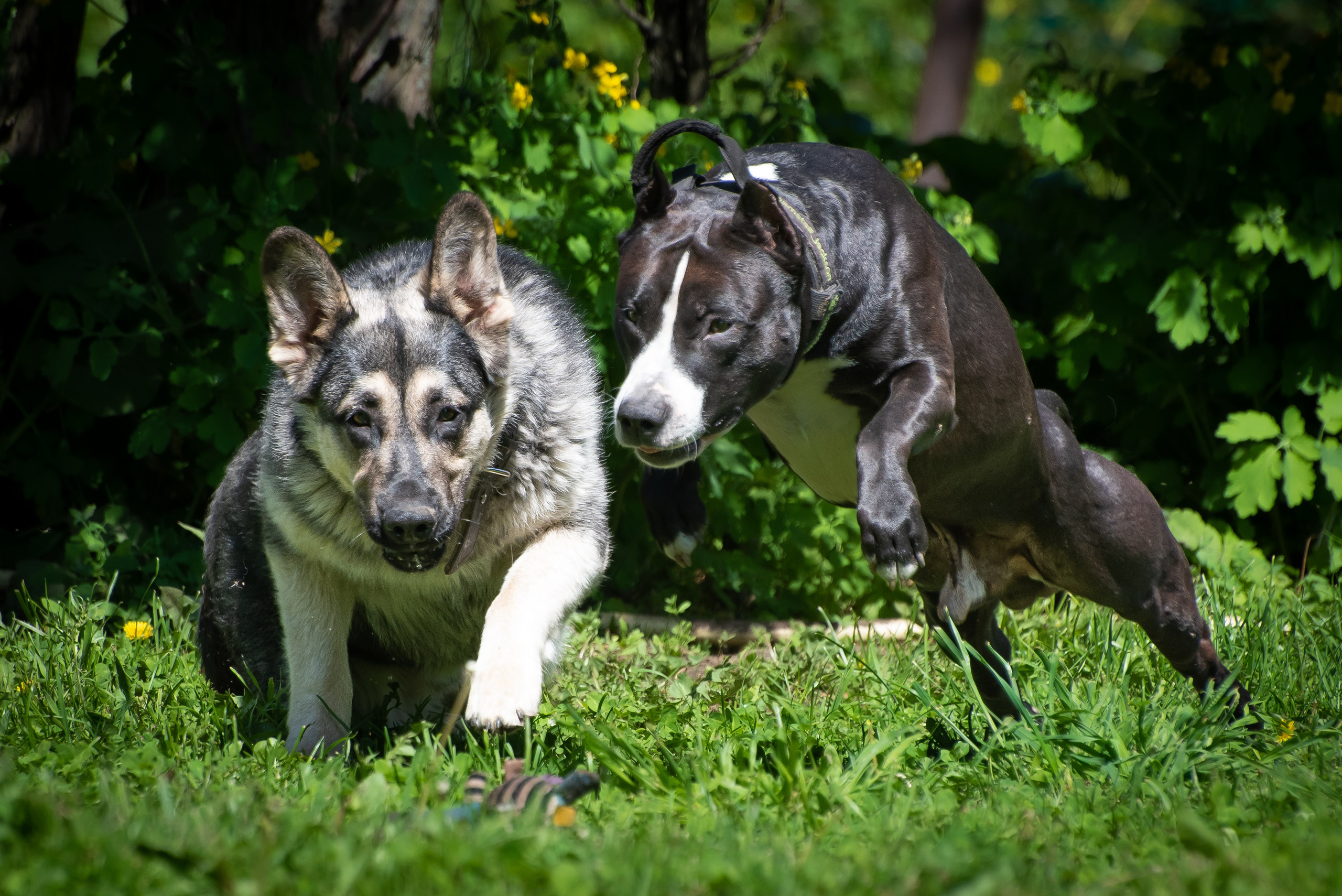 Фотосессия на даче для собак. Фотограф Макс Огурцов в Нижнем Новгороде