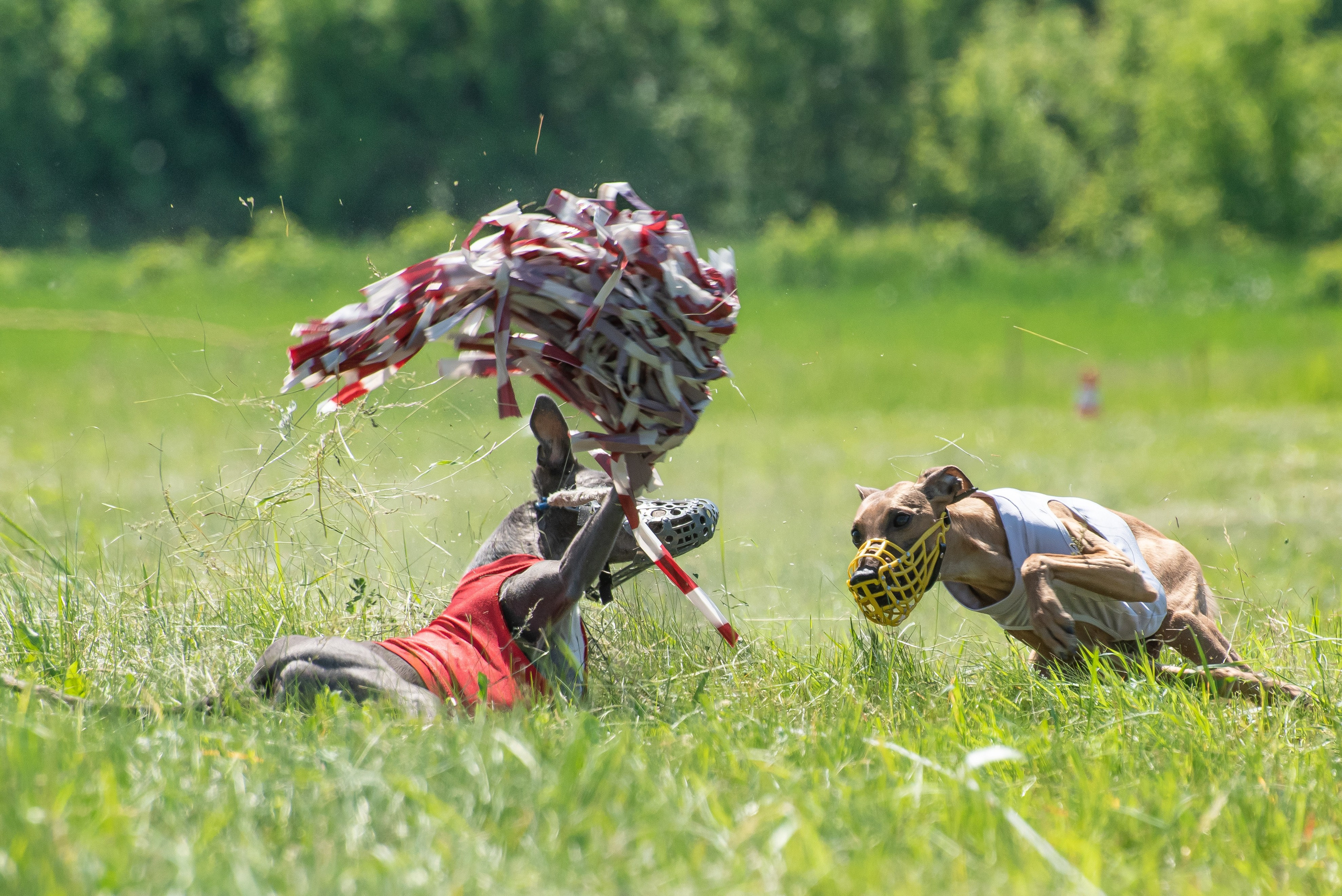 Спортивный фотограф анималист курсинг. Фотограф Макс Огурцов в Нижнем Новгороде