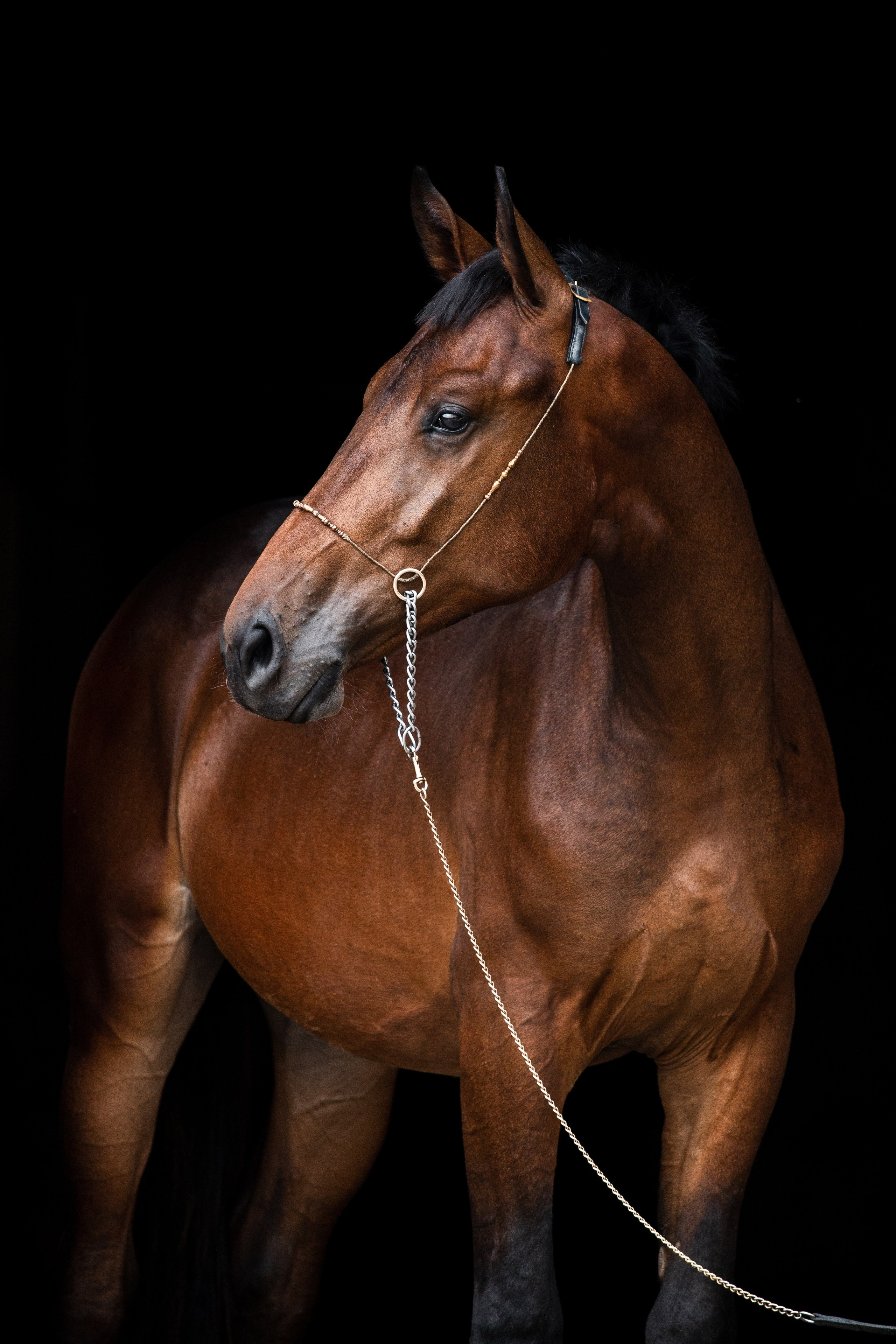 На черном фоне. Фотограф-анималист Ксендзова Кристина