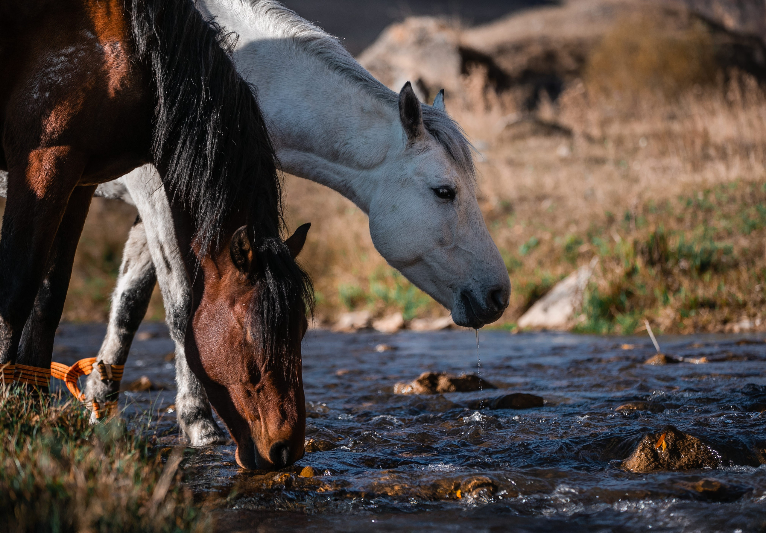 Фототуры в Карачаево-Черкессии 2019-2020. Фотограф-анималист Ксендзова Кристина