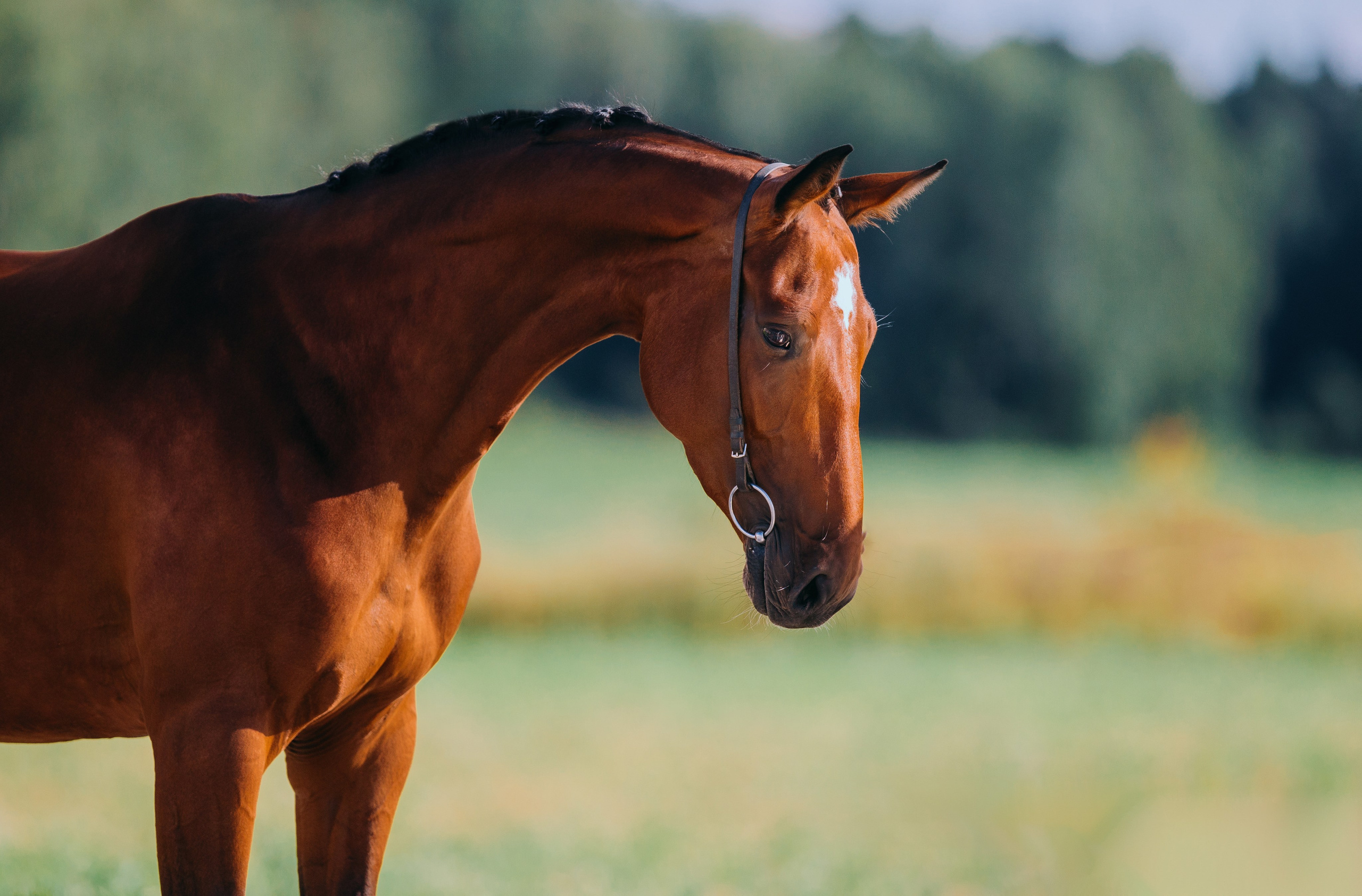 На природе. Фотограф-анималист Ксендзова Кристина