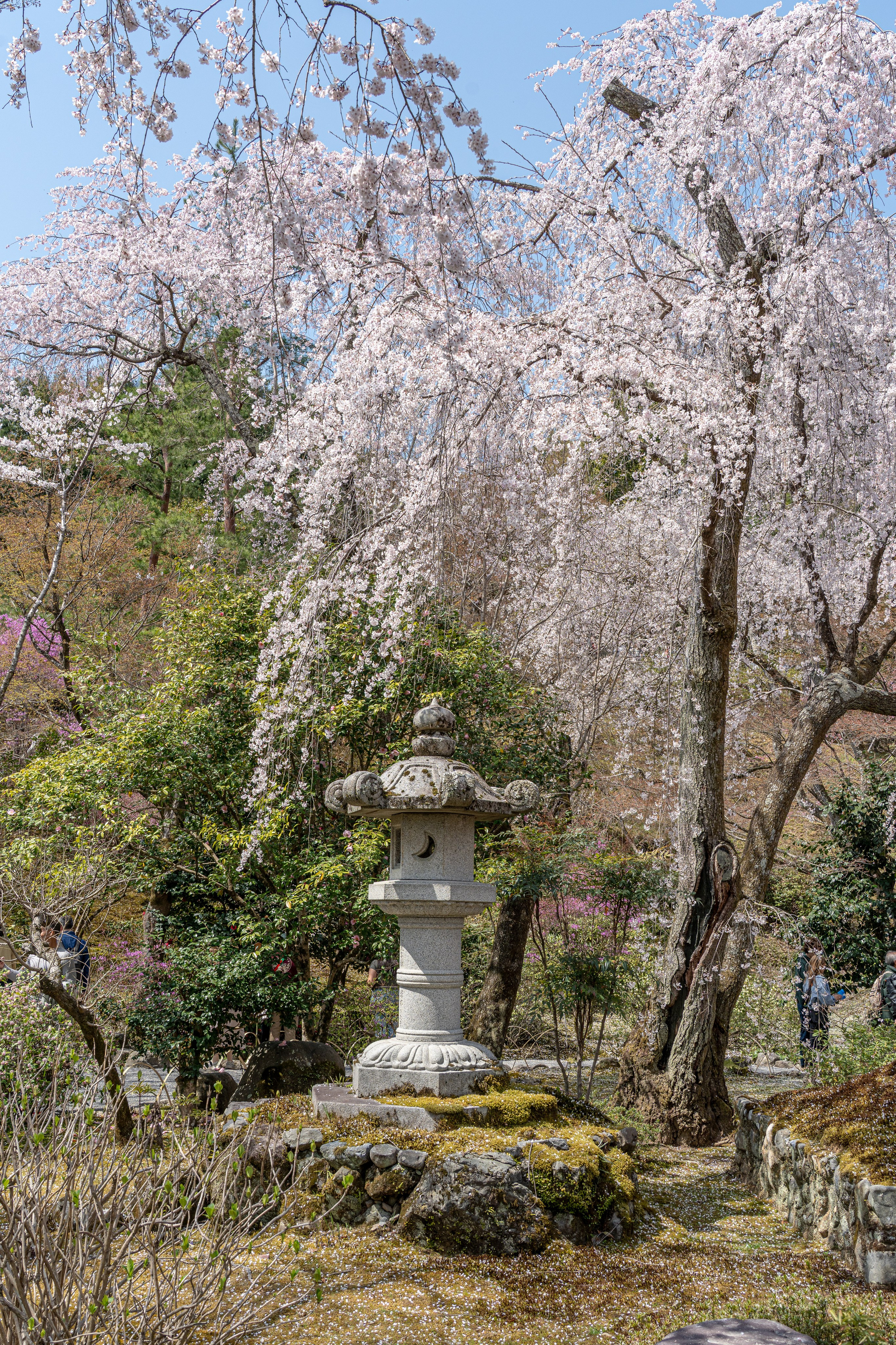 Япония, сакура. Творческие сьемки