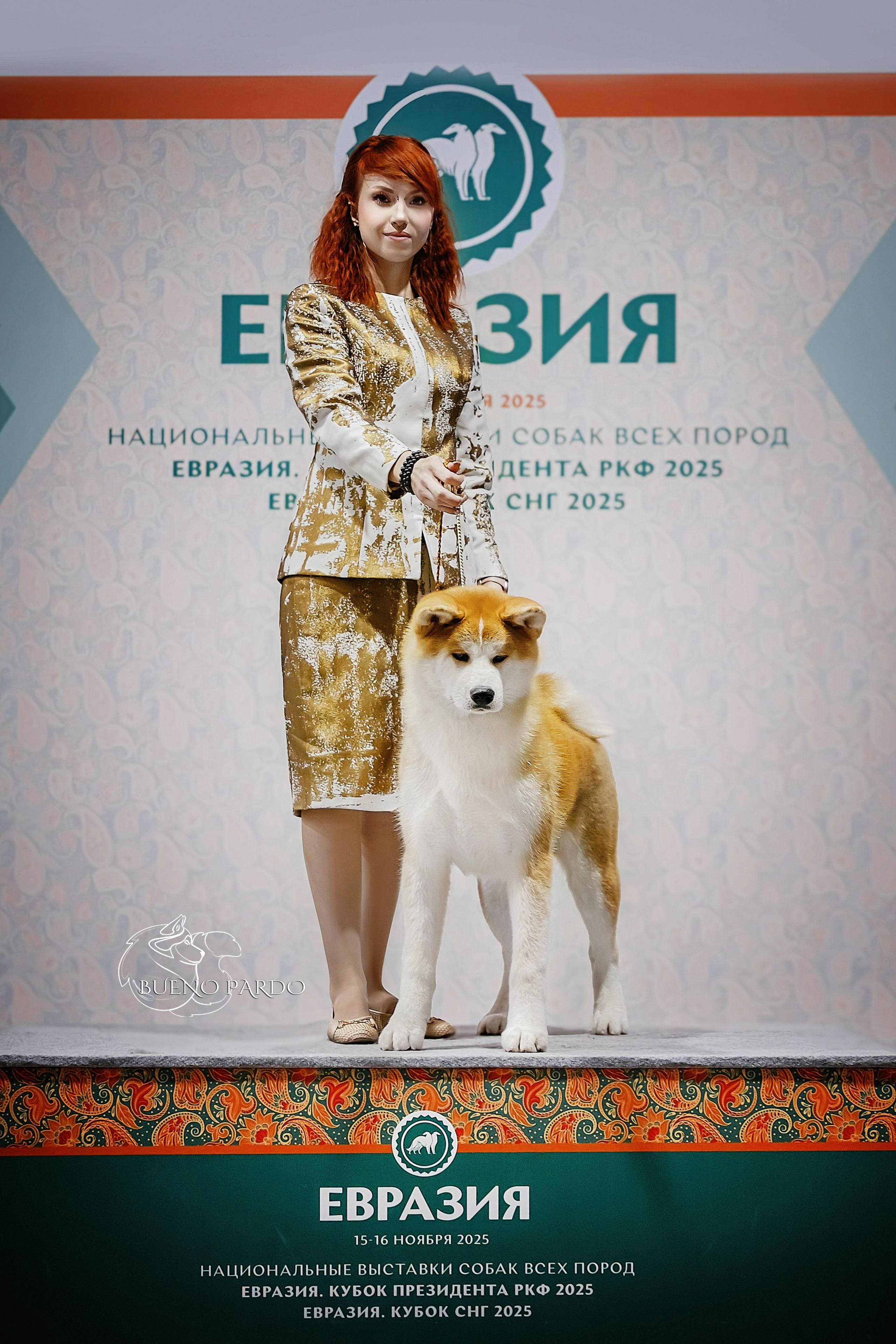 АКИТА. Kawaii Kuma питомник собак пород Корги пемброк, Акита ину, Сиба