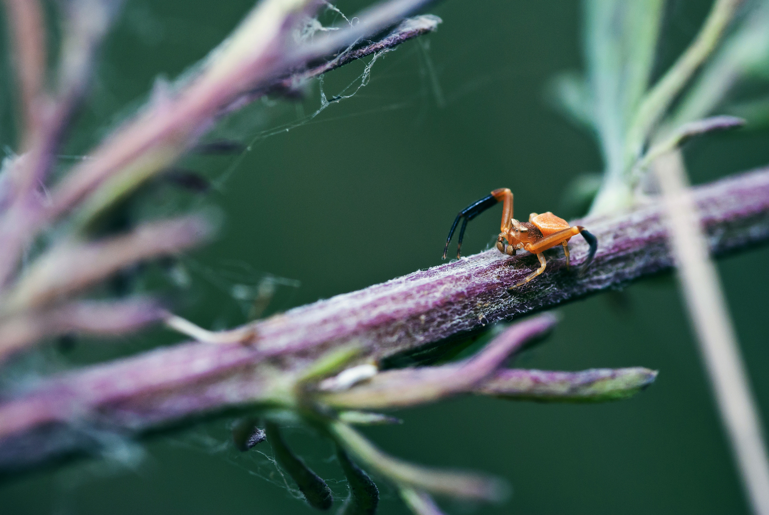 Природа. Фотограф Таинства Крещения в Саратове Ильченко Артем