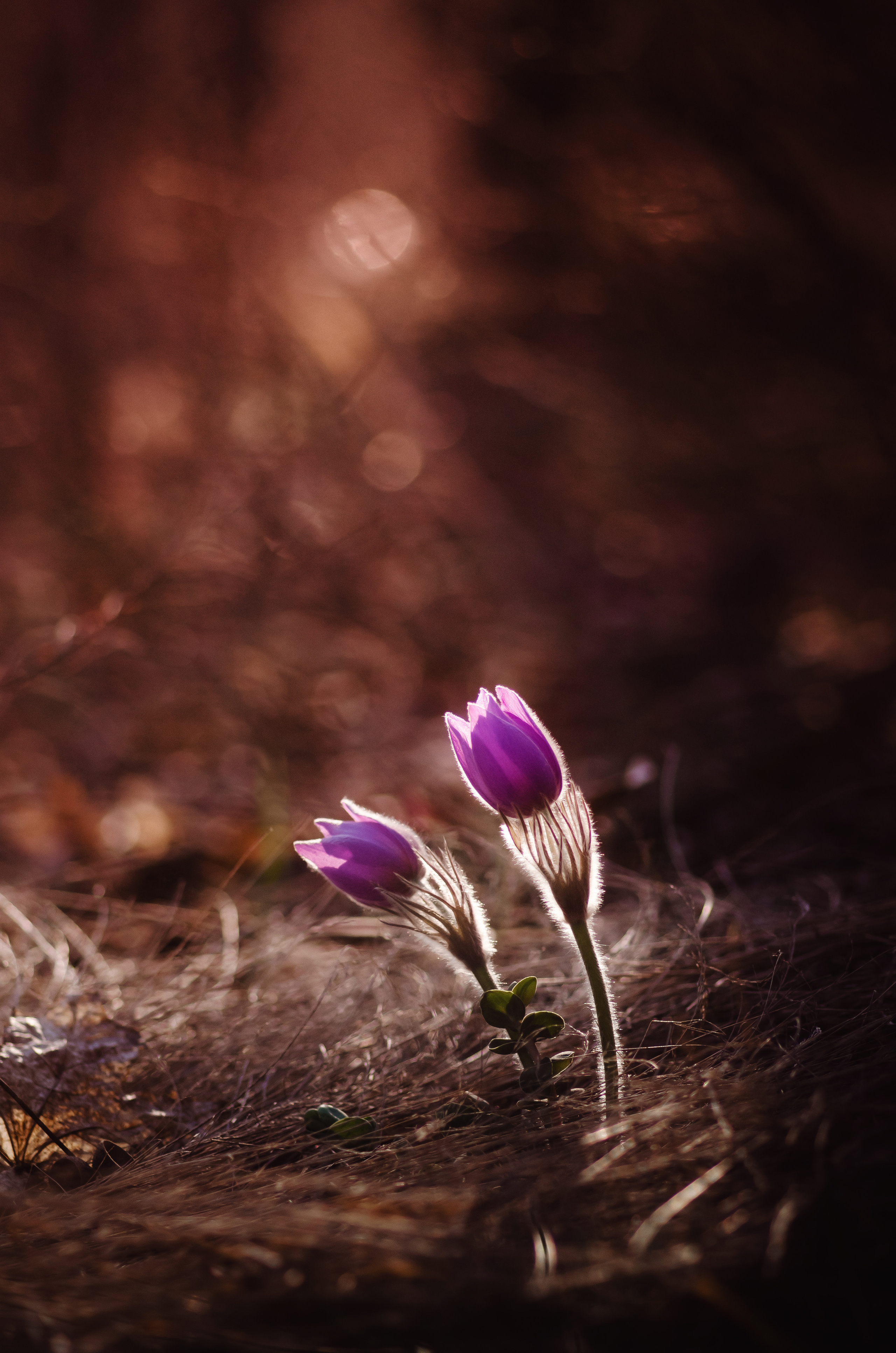 Природа. Фотограф Таинства Крещения в Саратове Ильченко Артем