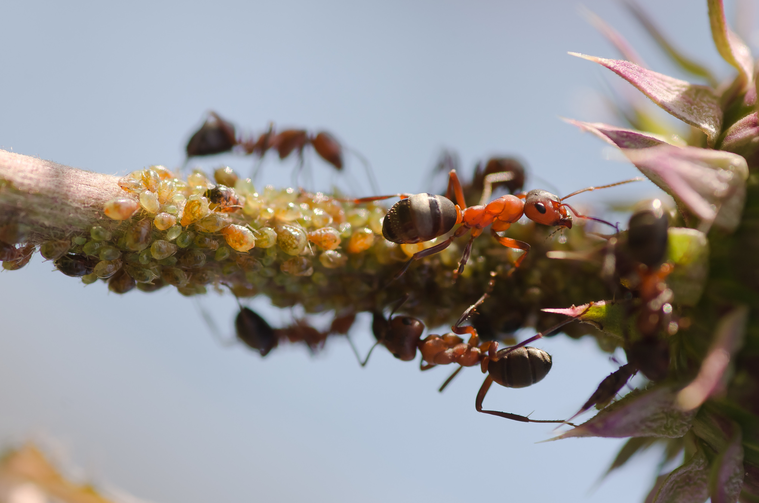 Природа. Фотограф Таинства Крещения в Саратове Ильченко Артем