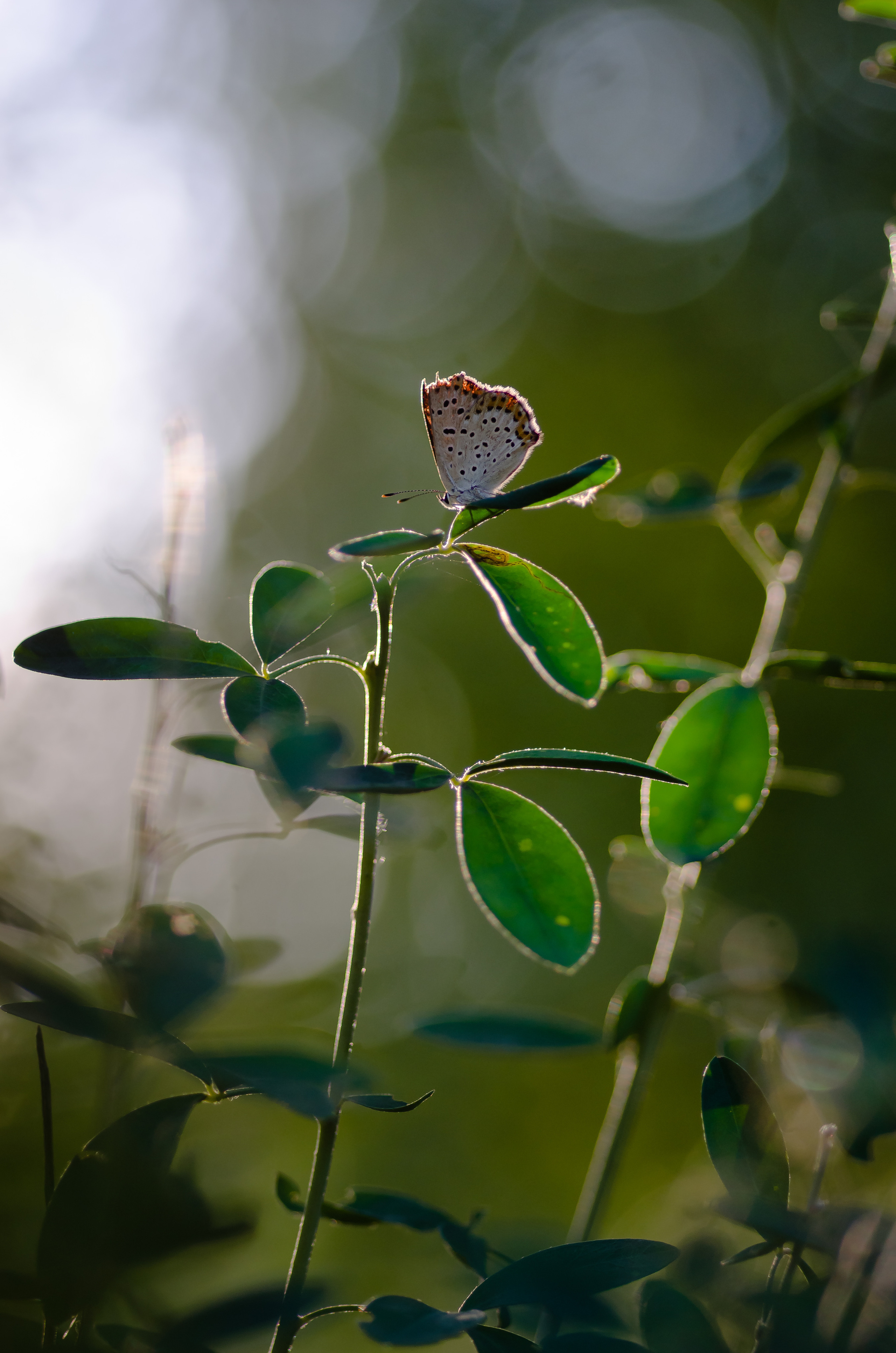 Природа. Фотограф Таинства Крещения в Саратове Ильченко Артем