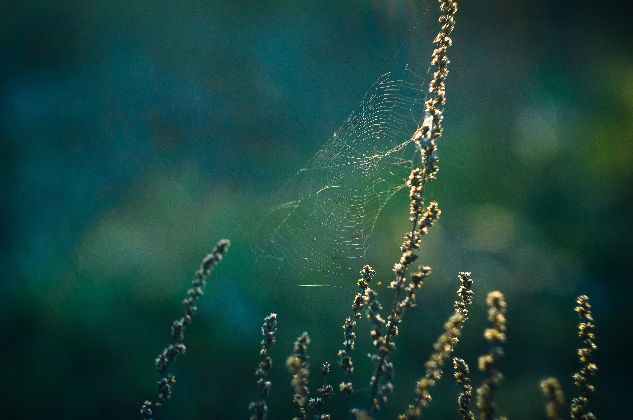 Природа. Фотограф Таинства Крещения в Саратове Ильченко Артем