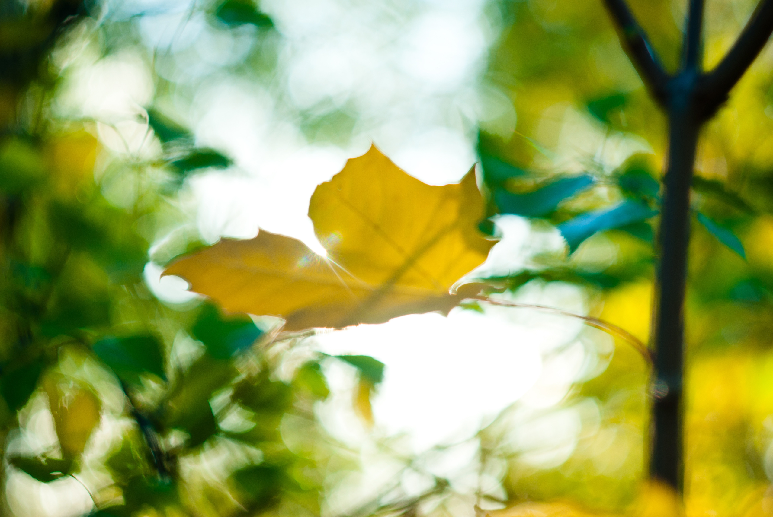 Природа. Фотограф Таинства Крещения в Саратове Ильченко Артем