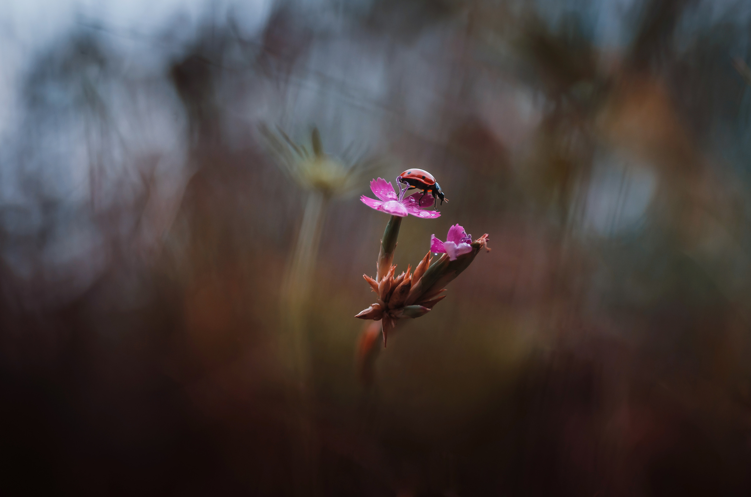 Природа. Фотограф Таинства Крещения в Саратове Ильченко Артем