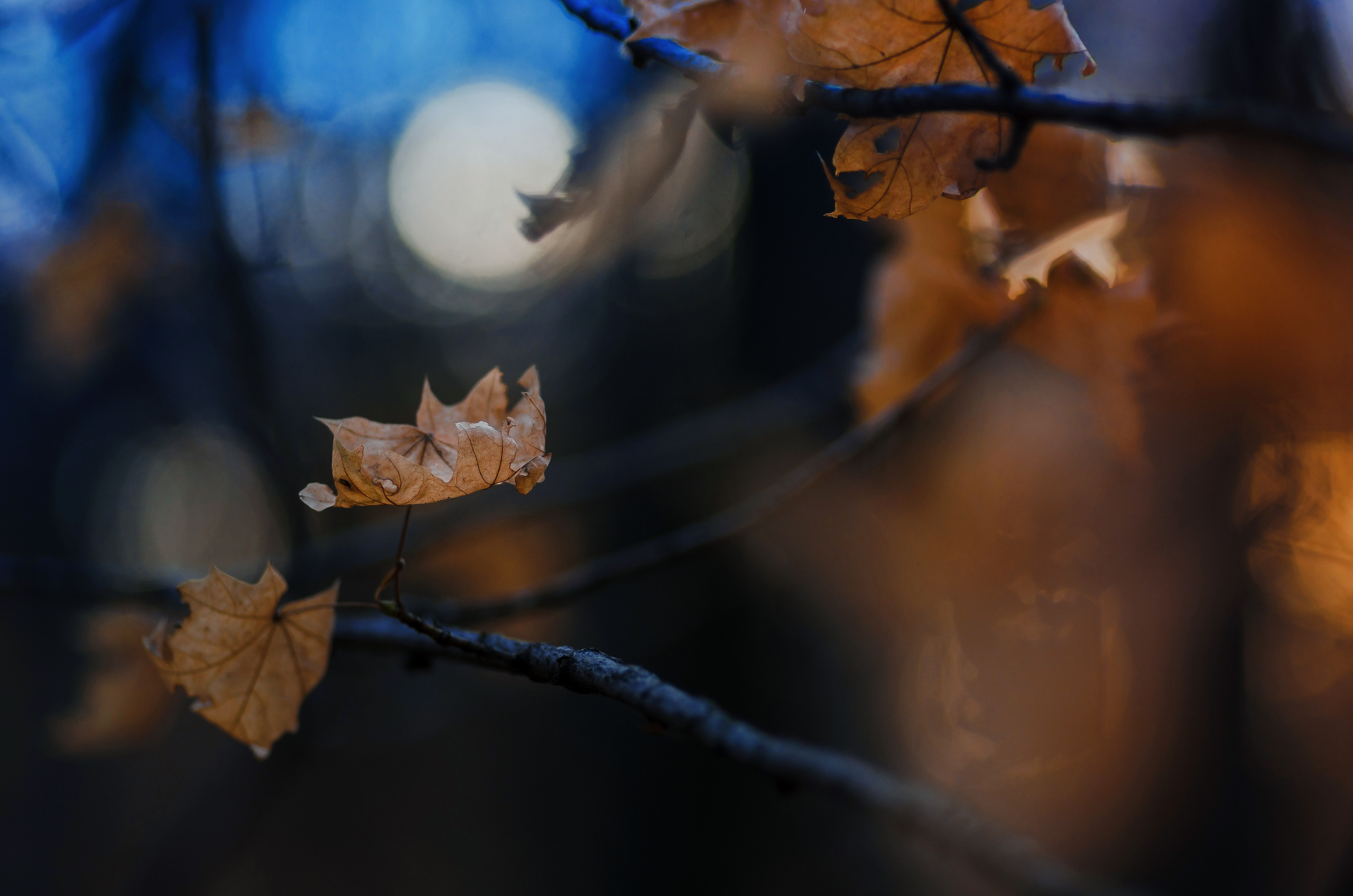 Природа. Фотограф Таинства Крещения в Саратове Ильченко Артем