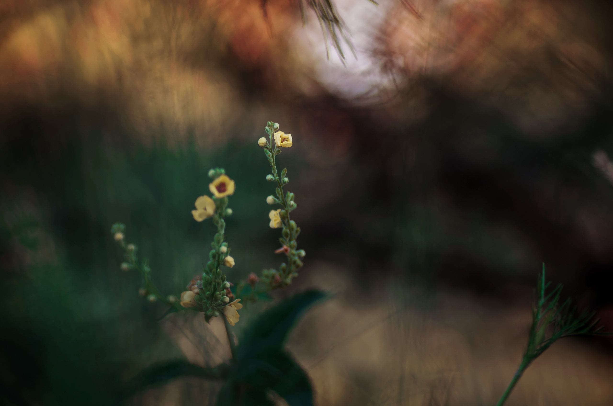 Природа. Фотограф Таинства Крещения в Саратове Ильченко Артем